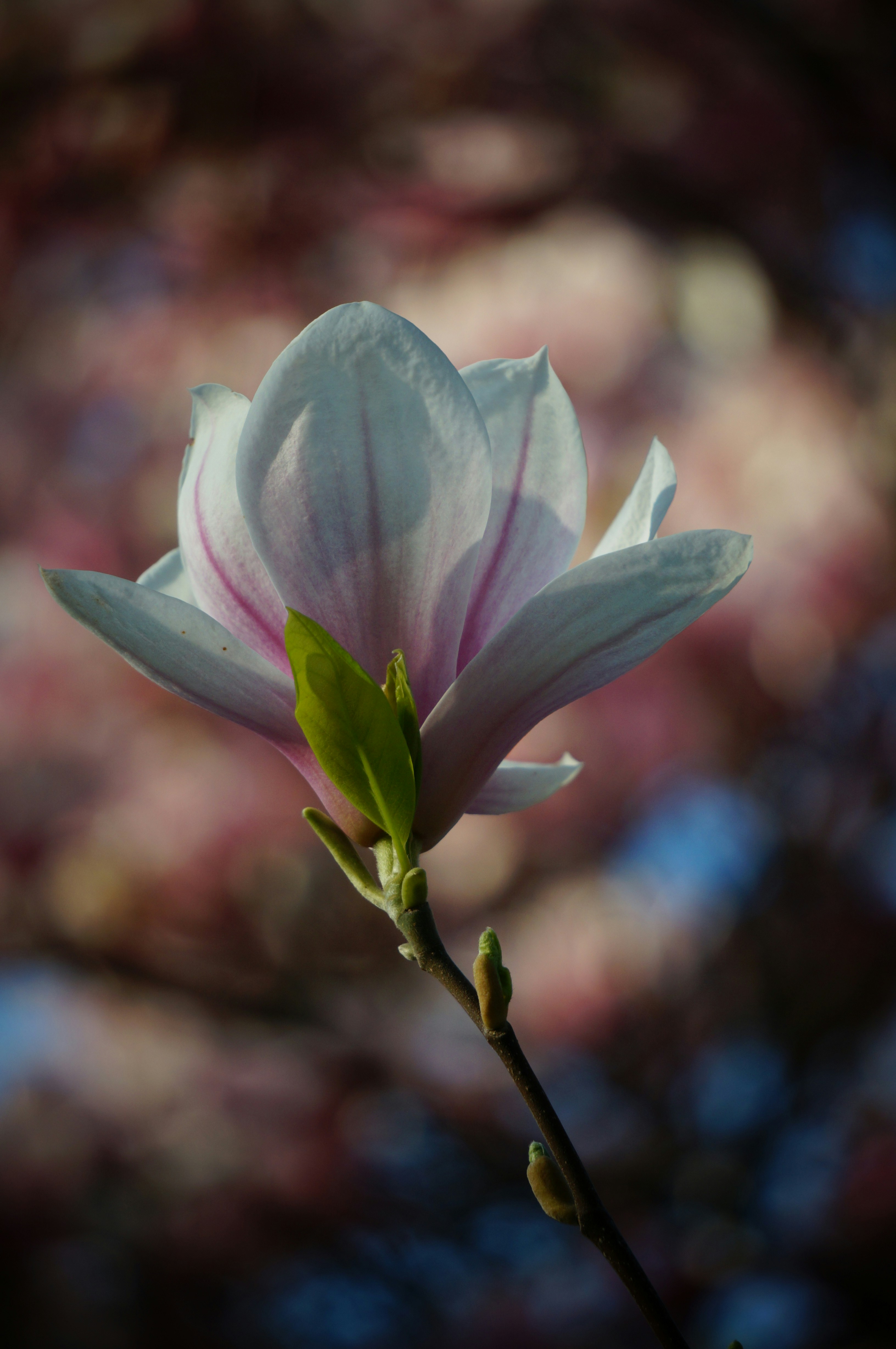 Photo by megaviolence