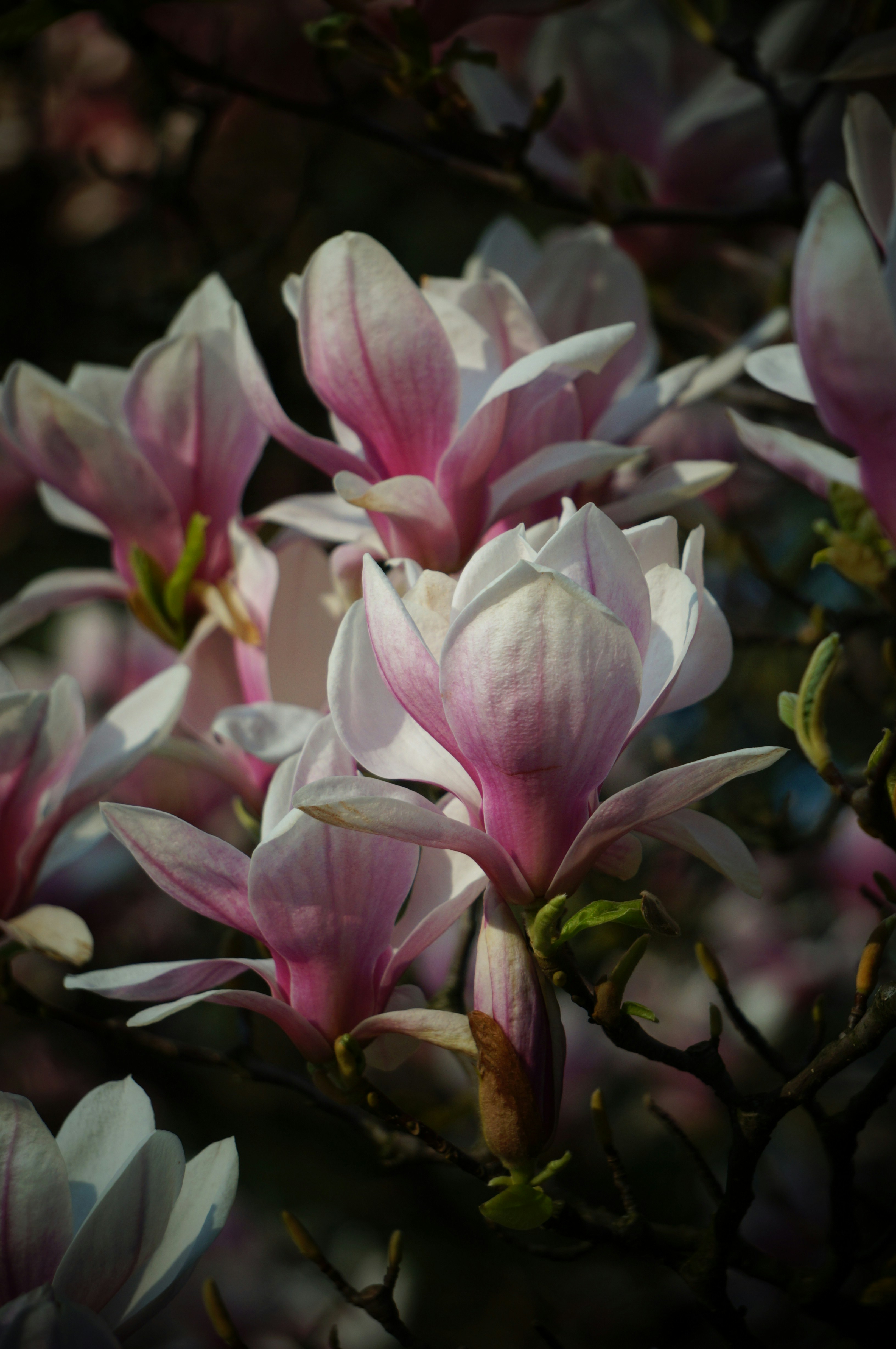 Photo by megaviolence