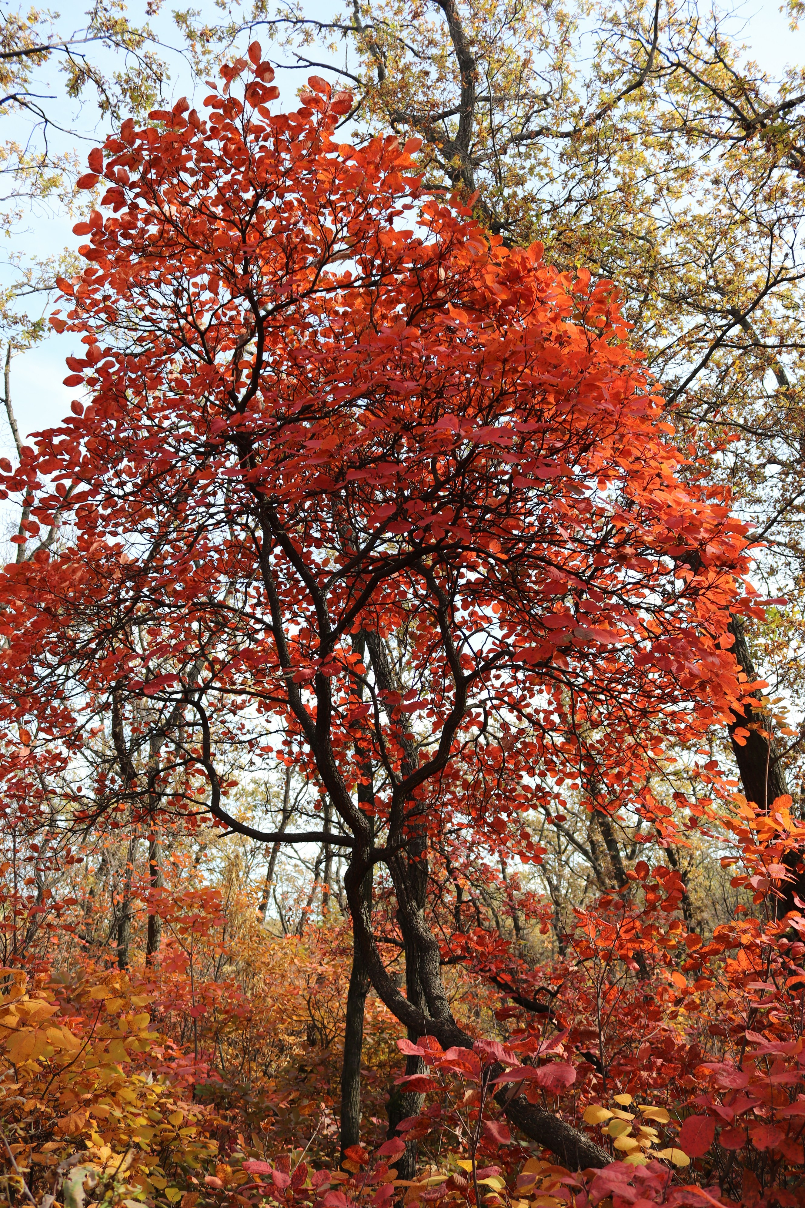 A tree with vibrant red autumn leaves photo – Free Forest Image on Unsplash