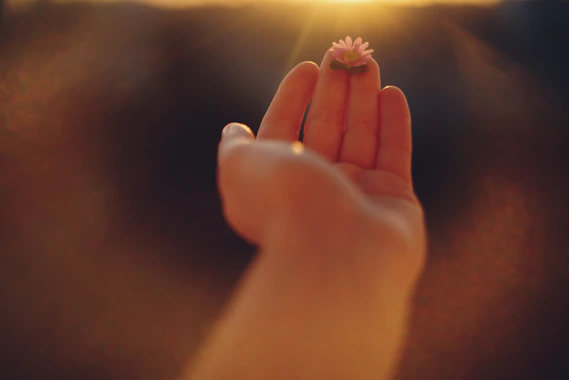 A small flower rests on a fingertip at sunset.