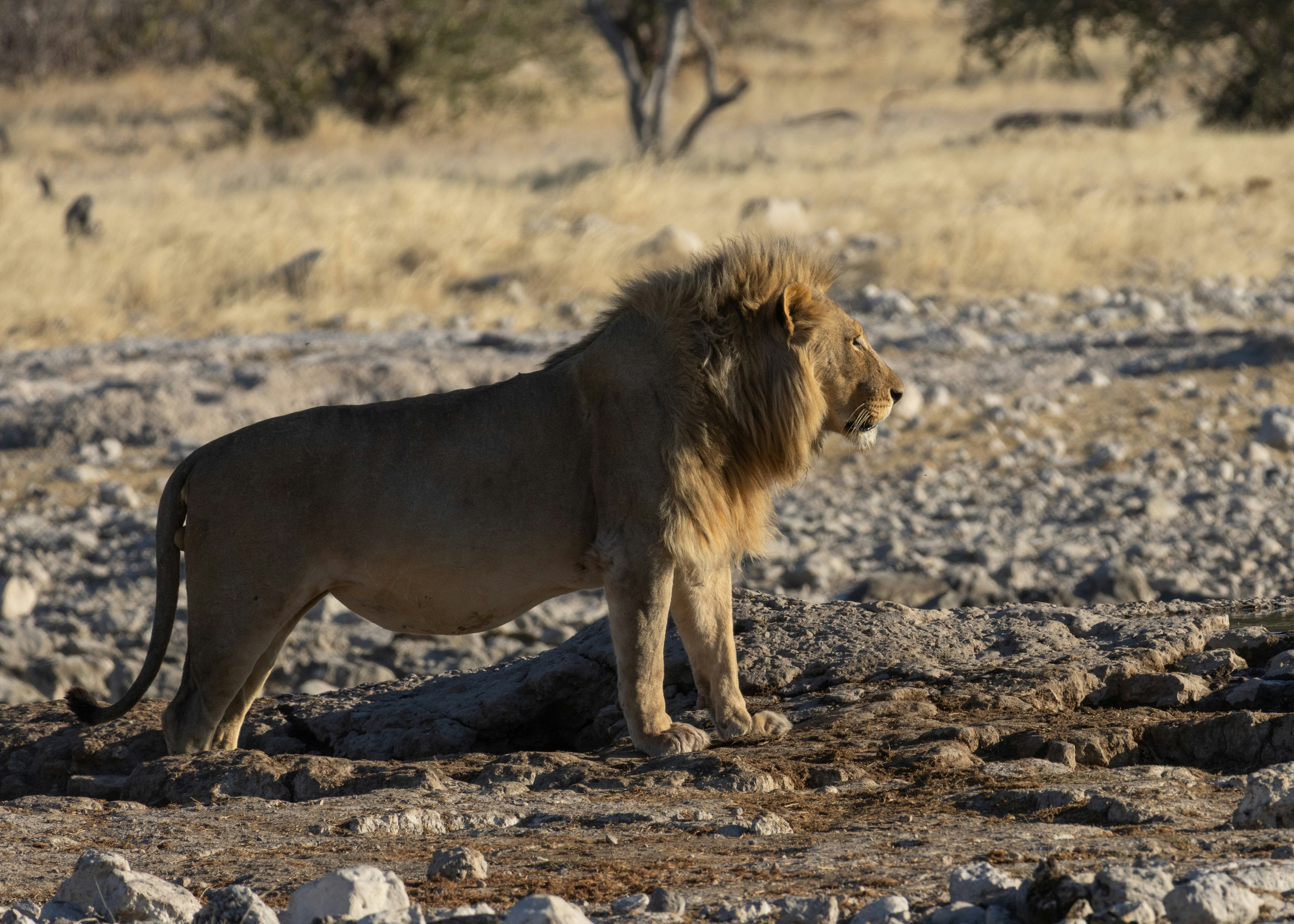Ein männlicher Löwe steht in einer trockenen, felsigen Landschaft.