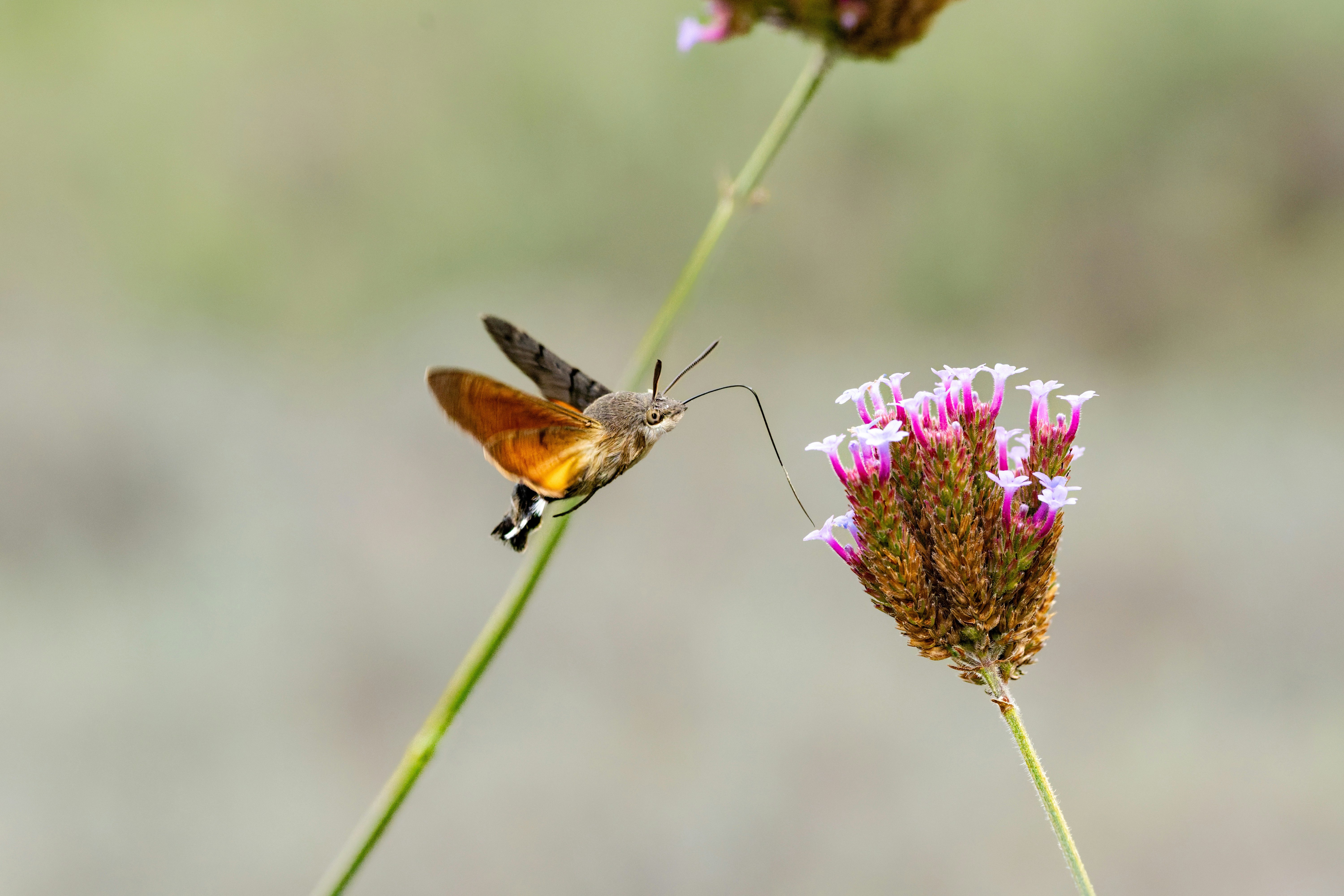 Photo by siegfriedpoepperl