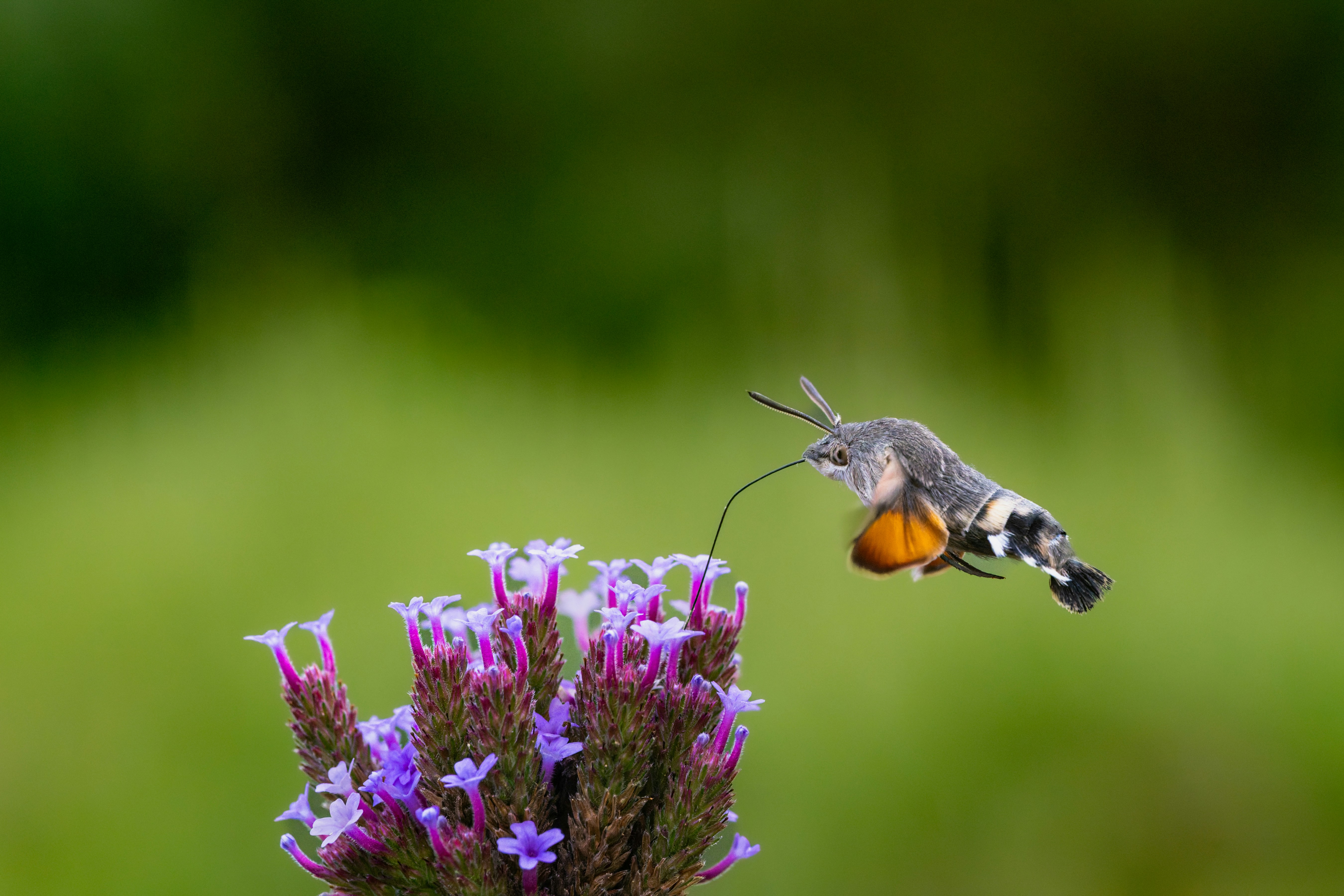 Photo by siegfriedpoepperl