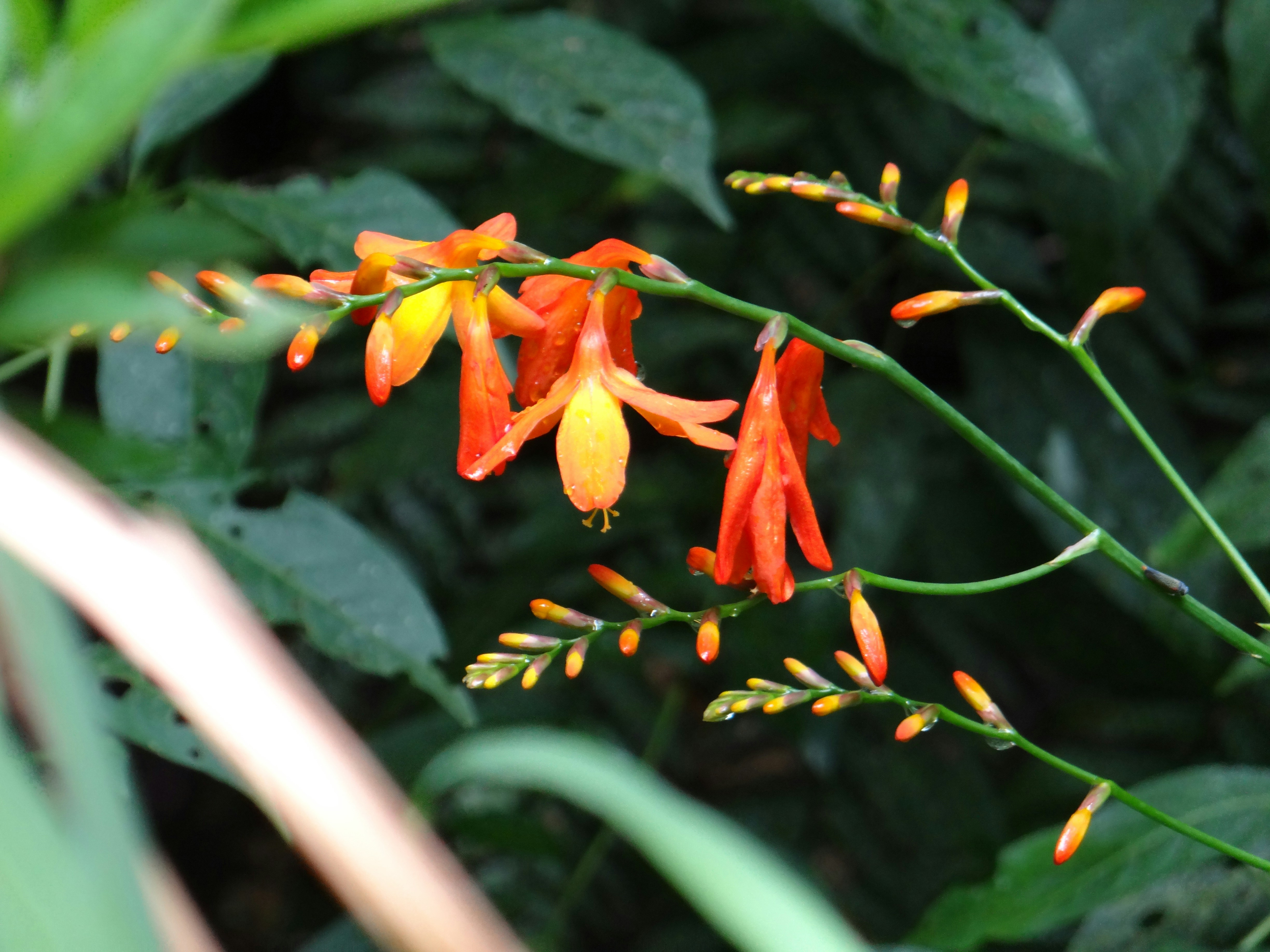 Photo by macornelsen