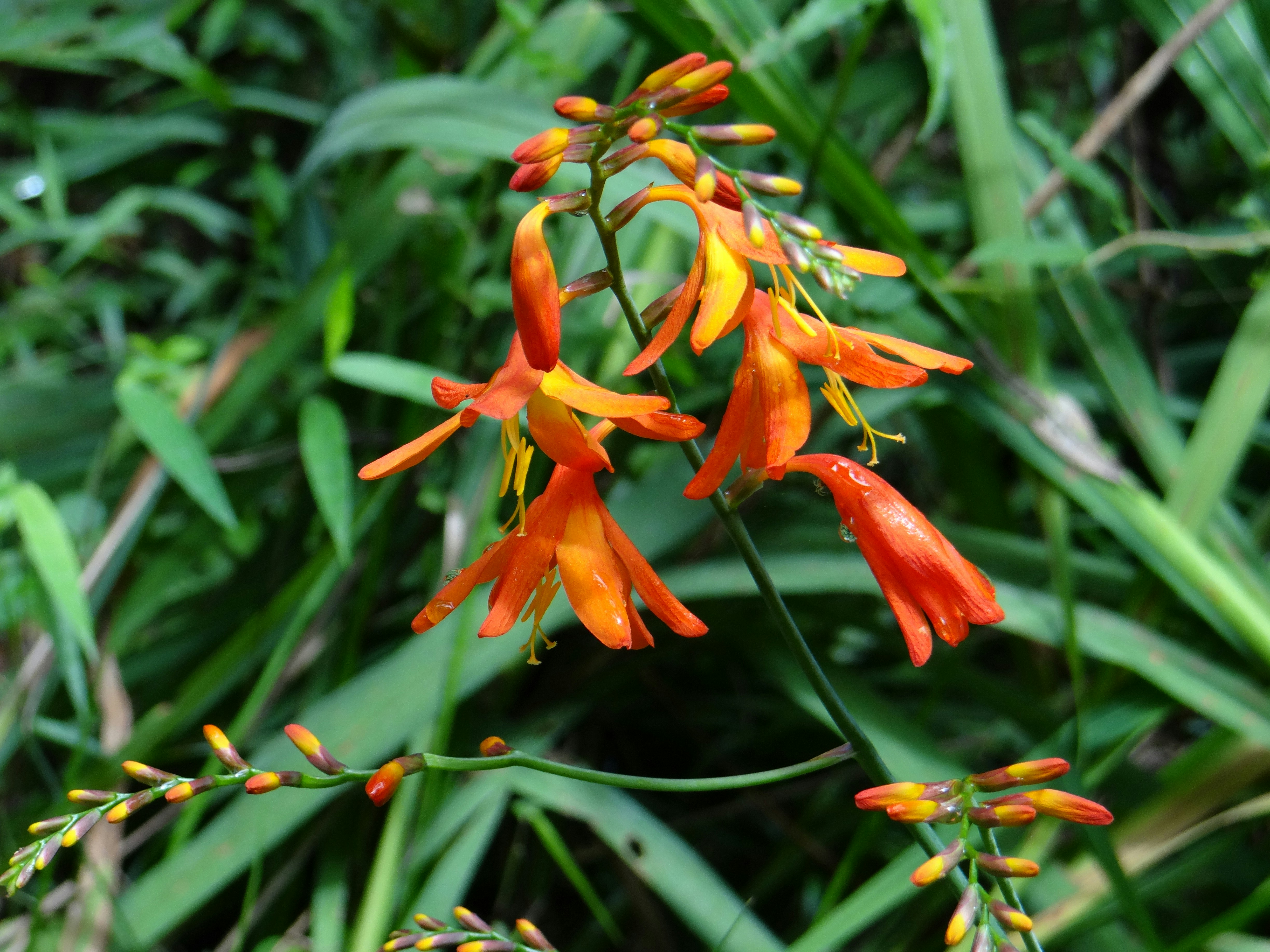 Photo by macornelsen