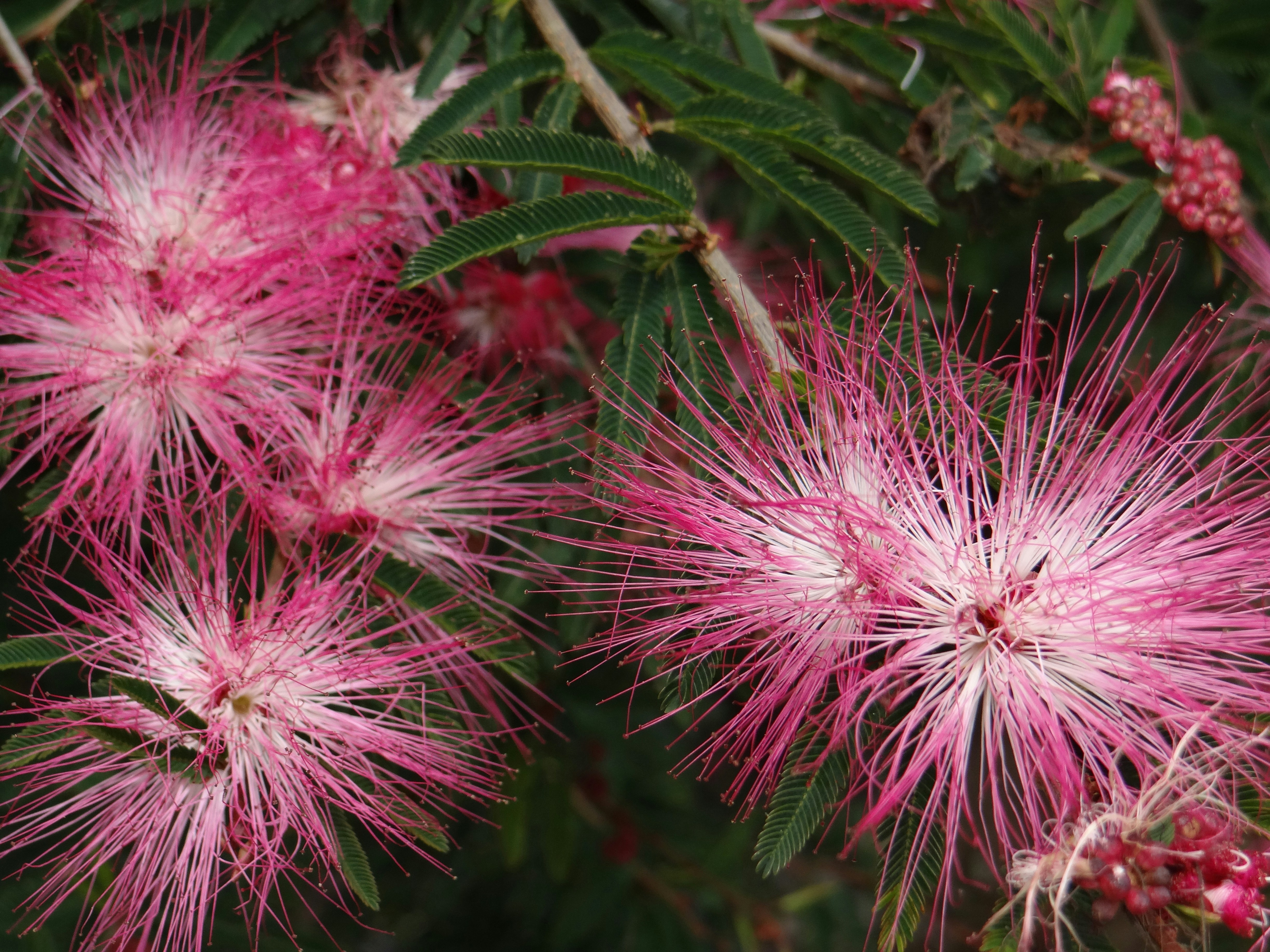 Photo by macornelsen