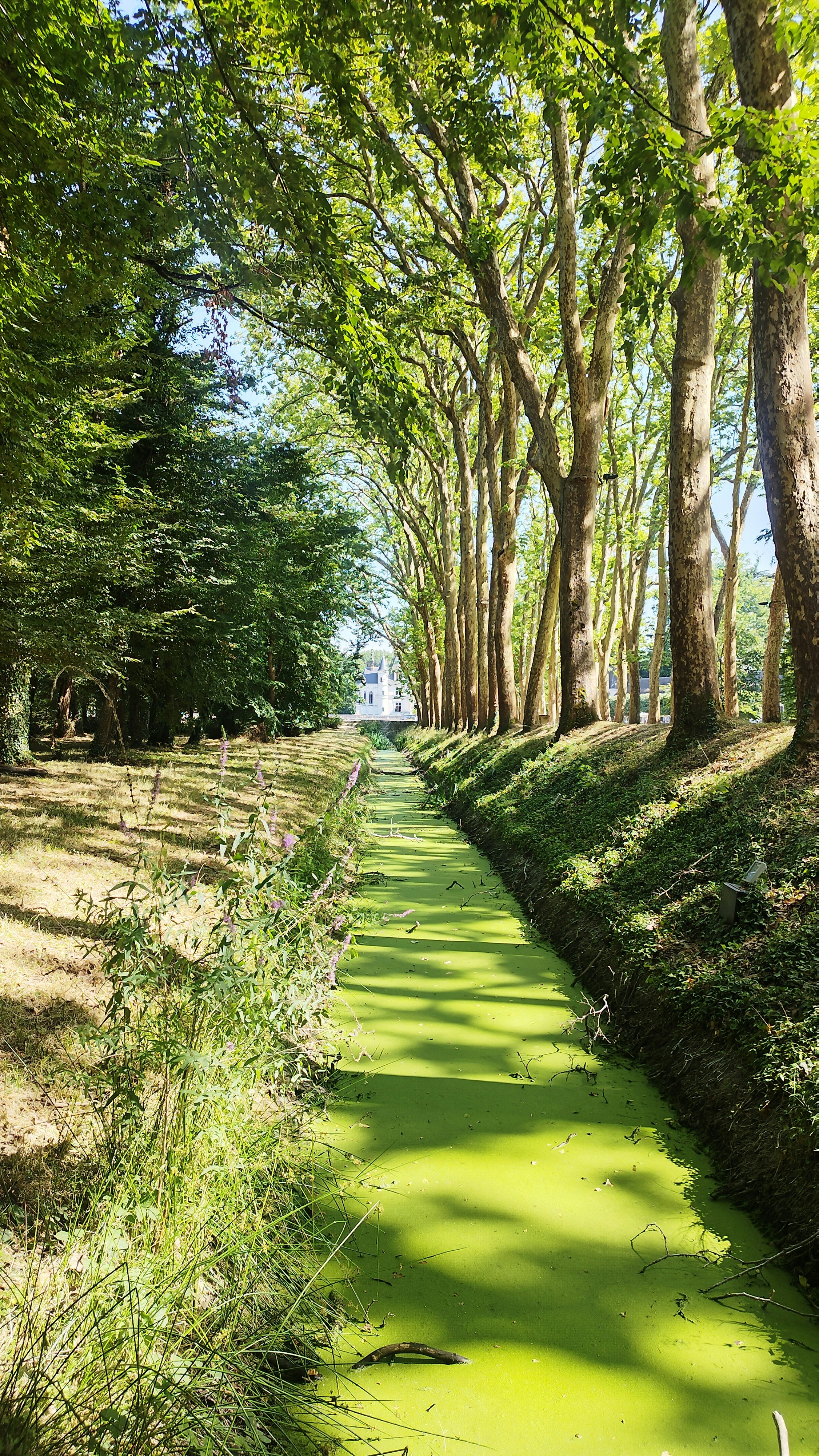 木々の間の緑藻に覆われた狭い運河。
