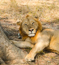 A lion rests on the dry ground under a tree.