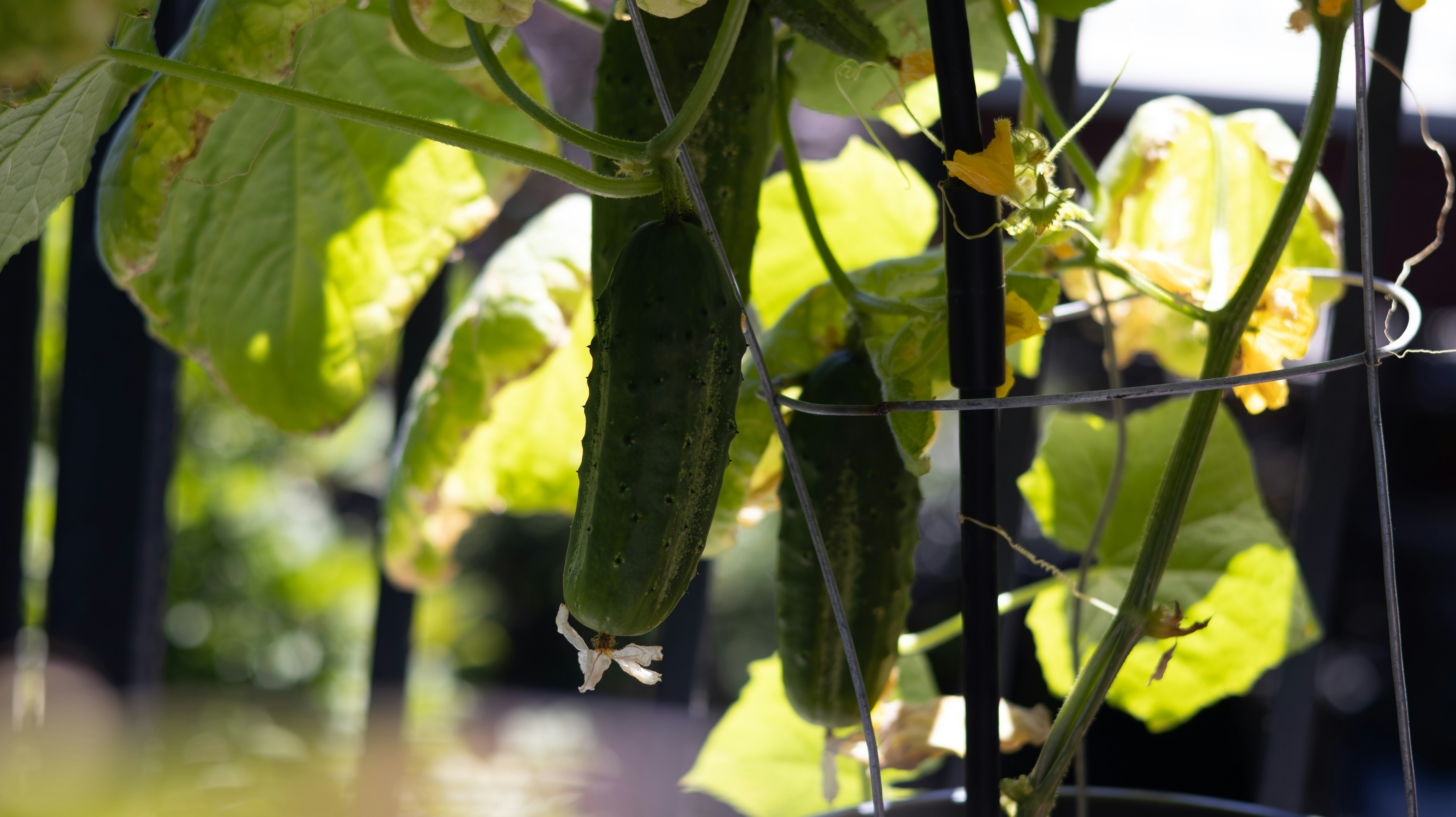 キュウリの管理