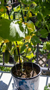 Cucumber plant growing in a pot with fruit.