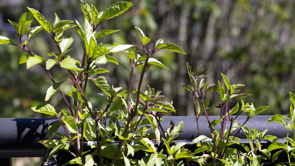 Thai basil