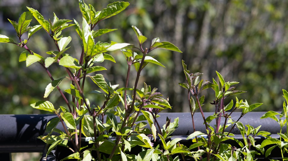 Khmer Basil