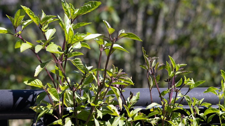 Khmer Basil