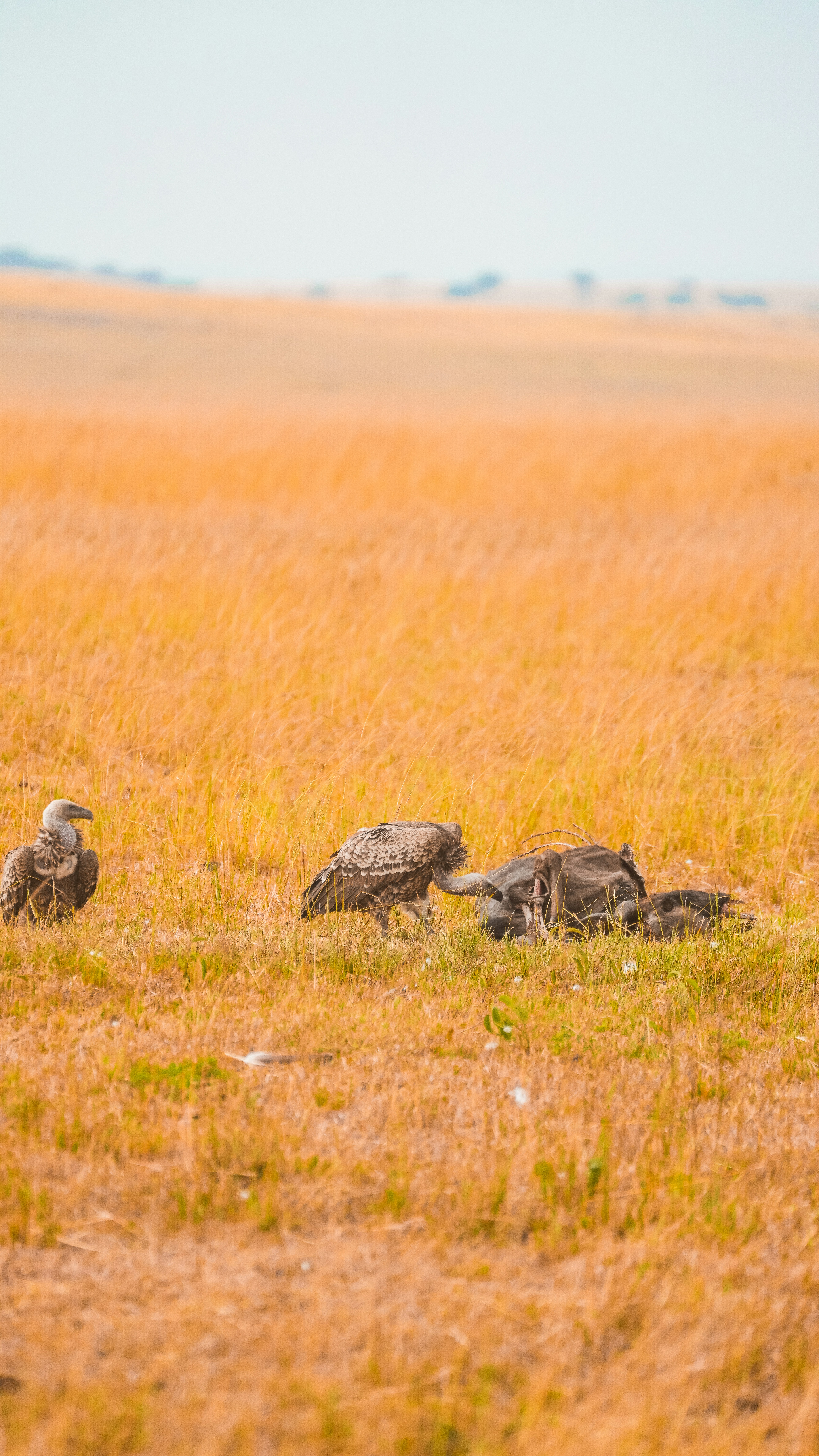 Vultures feeding on a carcass in a dry grassy field.