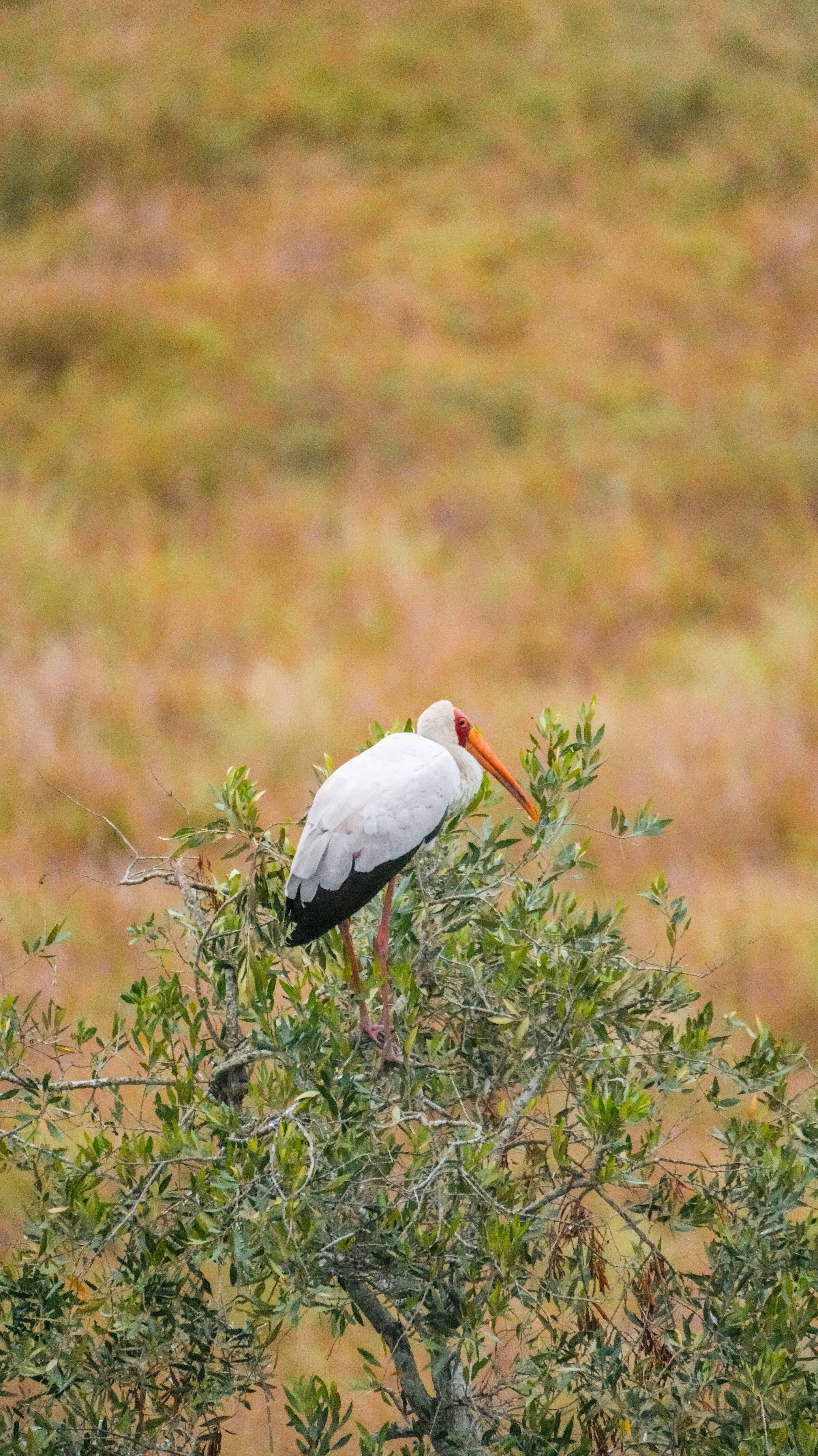 Yellow-billed stork perched on a tree branch.