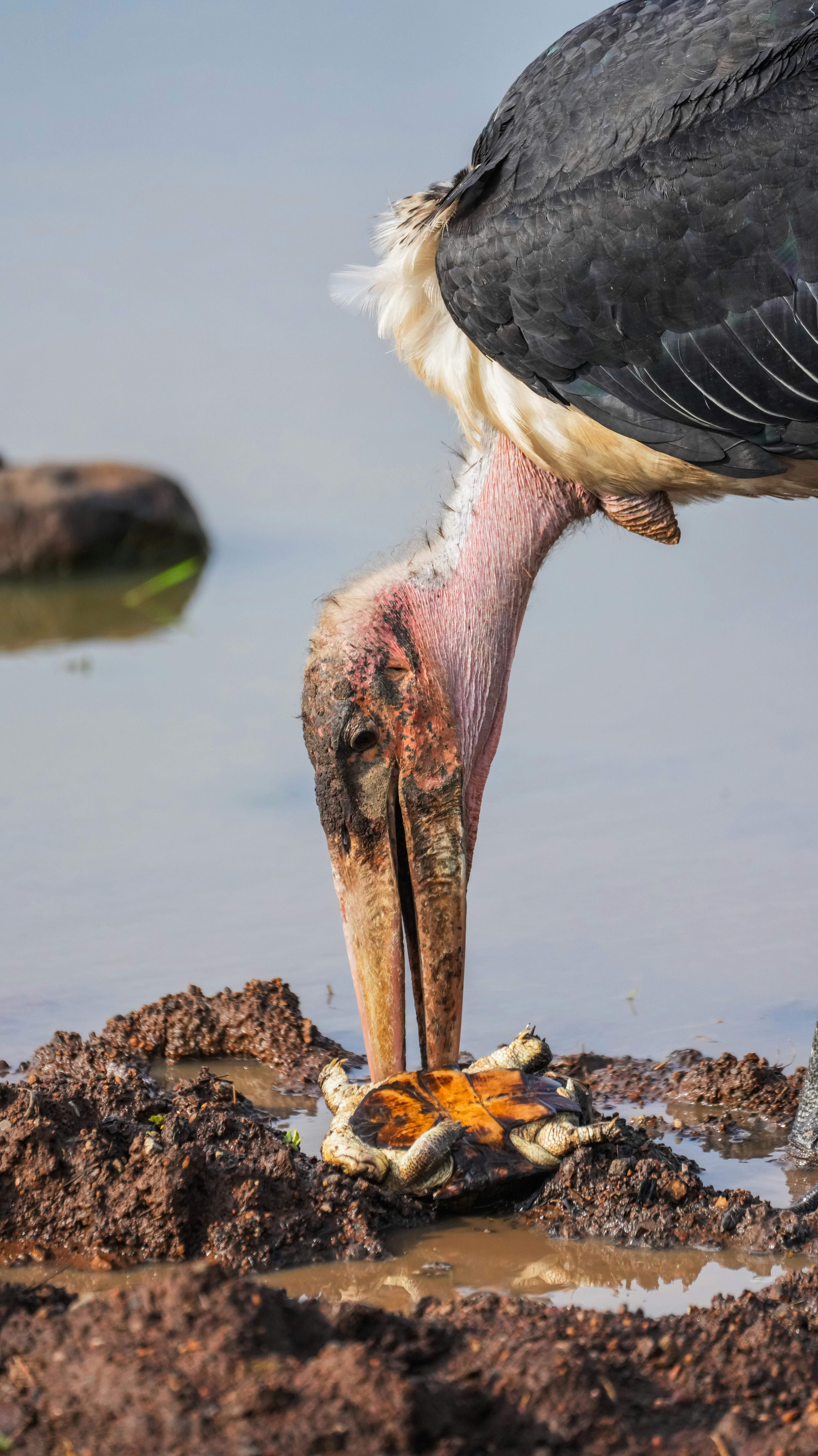 A marabou stork eats a turtle near water.