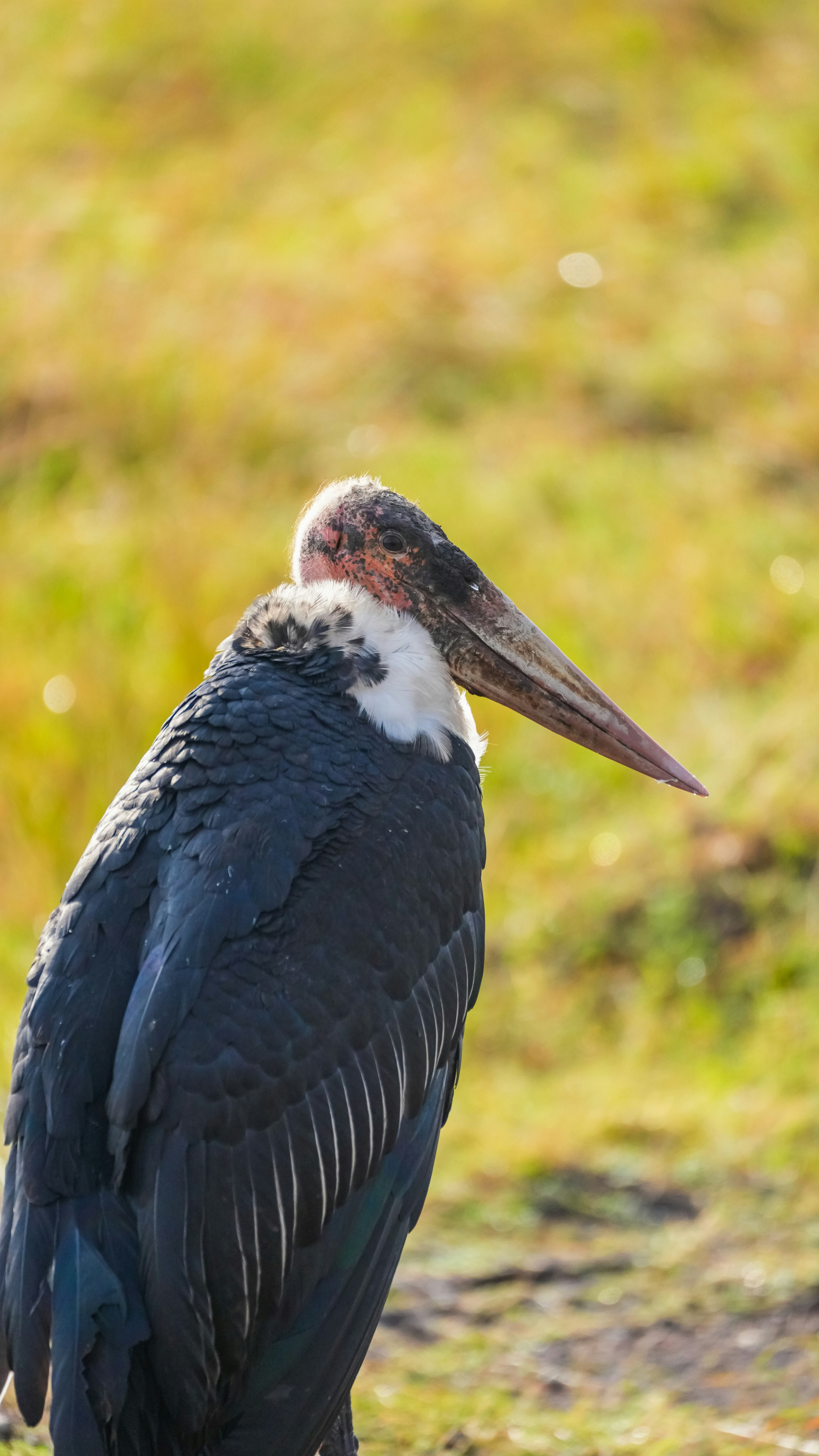 Photo by alexningphotography