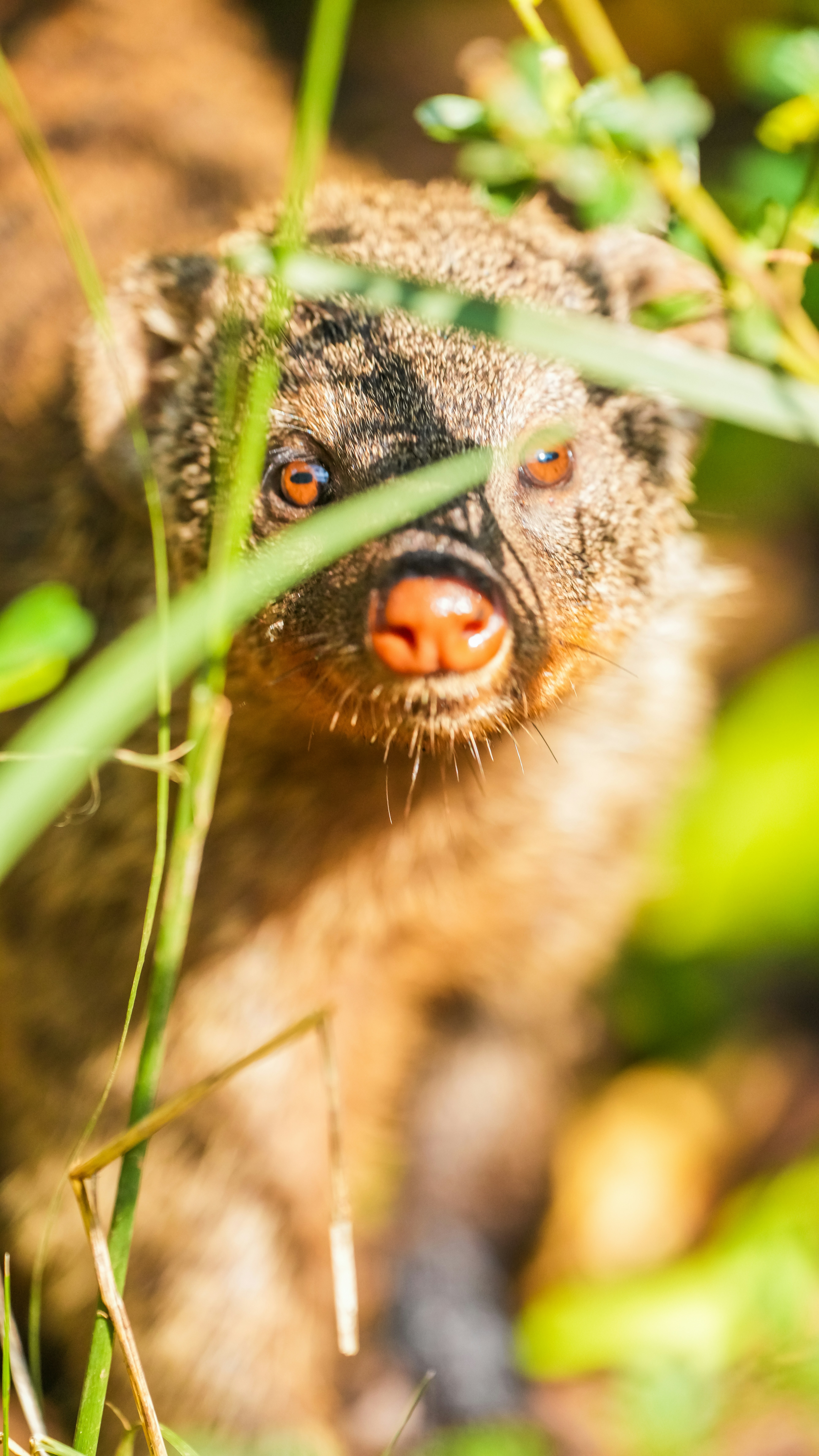 A small furry animal peeking through green foliage.