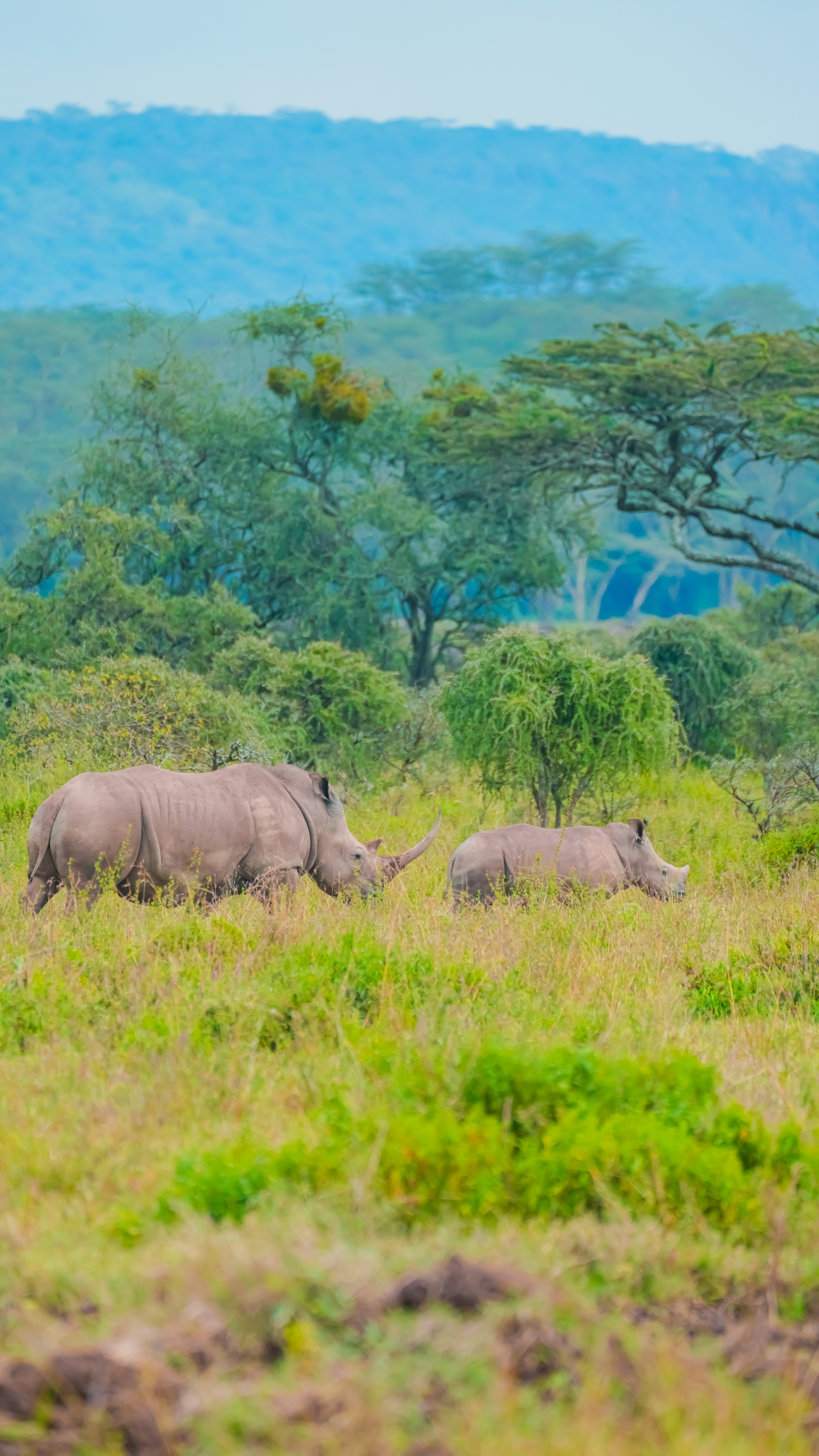 Two rhinos grazing in a grassy savanna landscape.