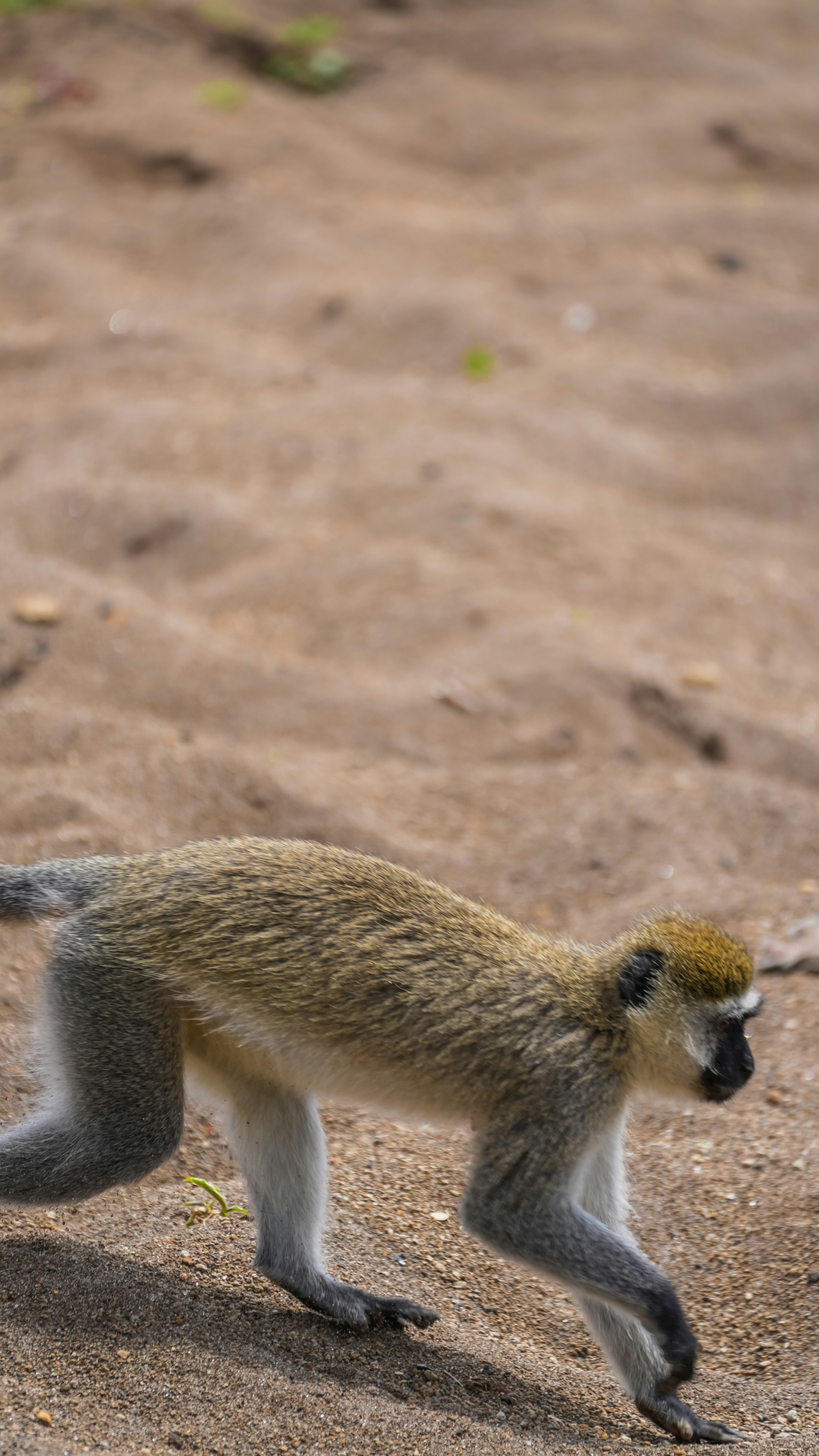 A monkey walks across sandy ground