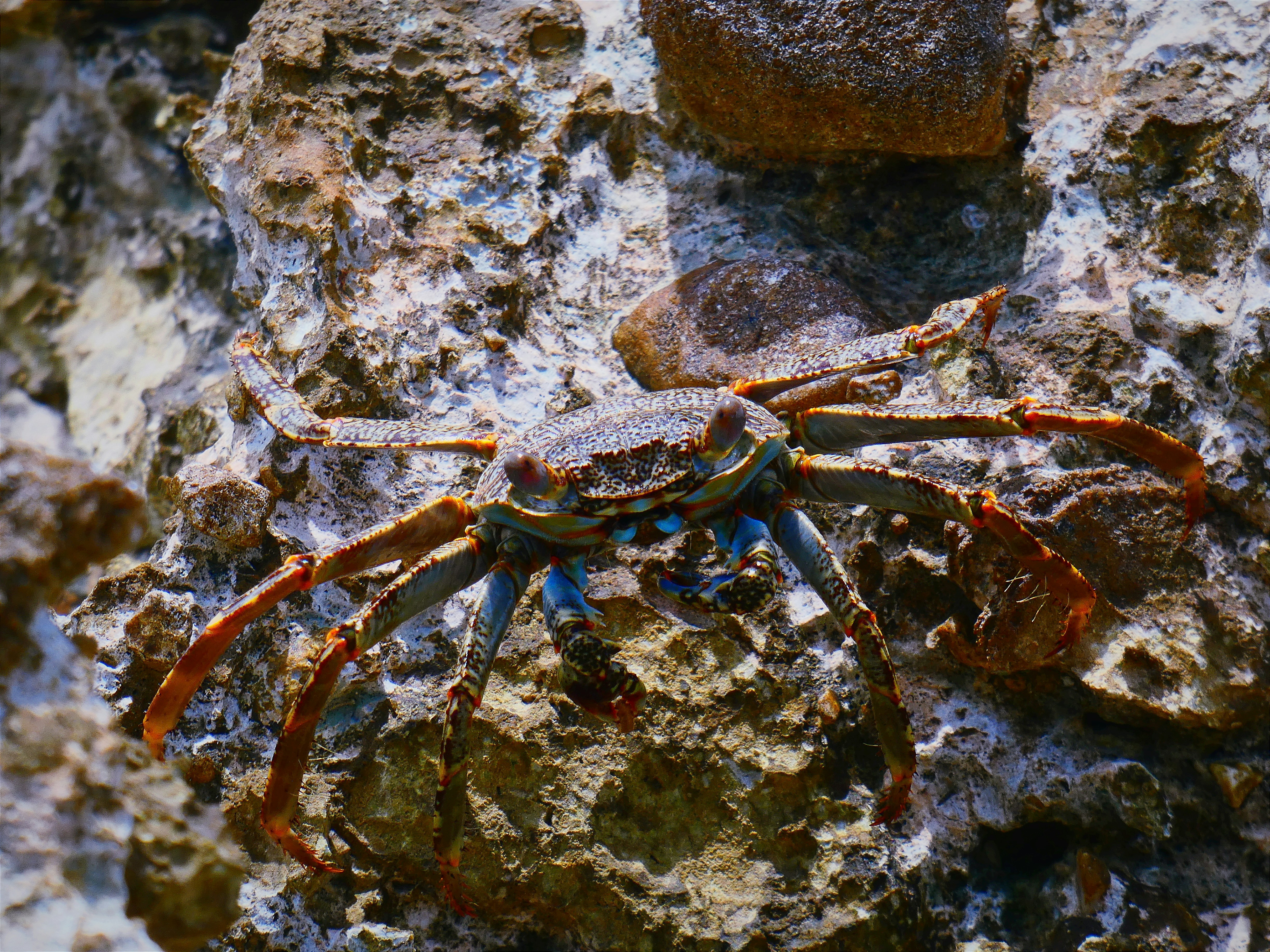 A crab with blue legs on a rocky surface.