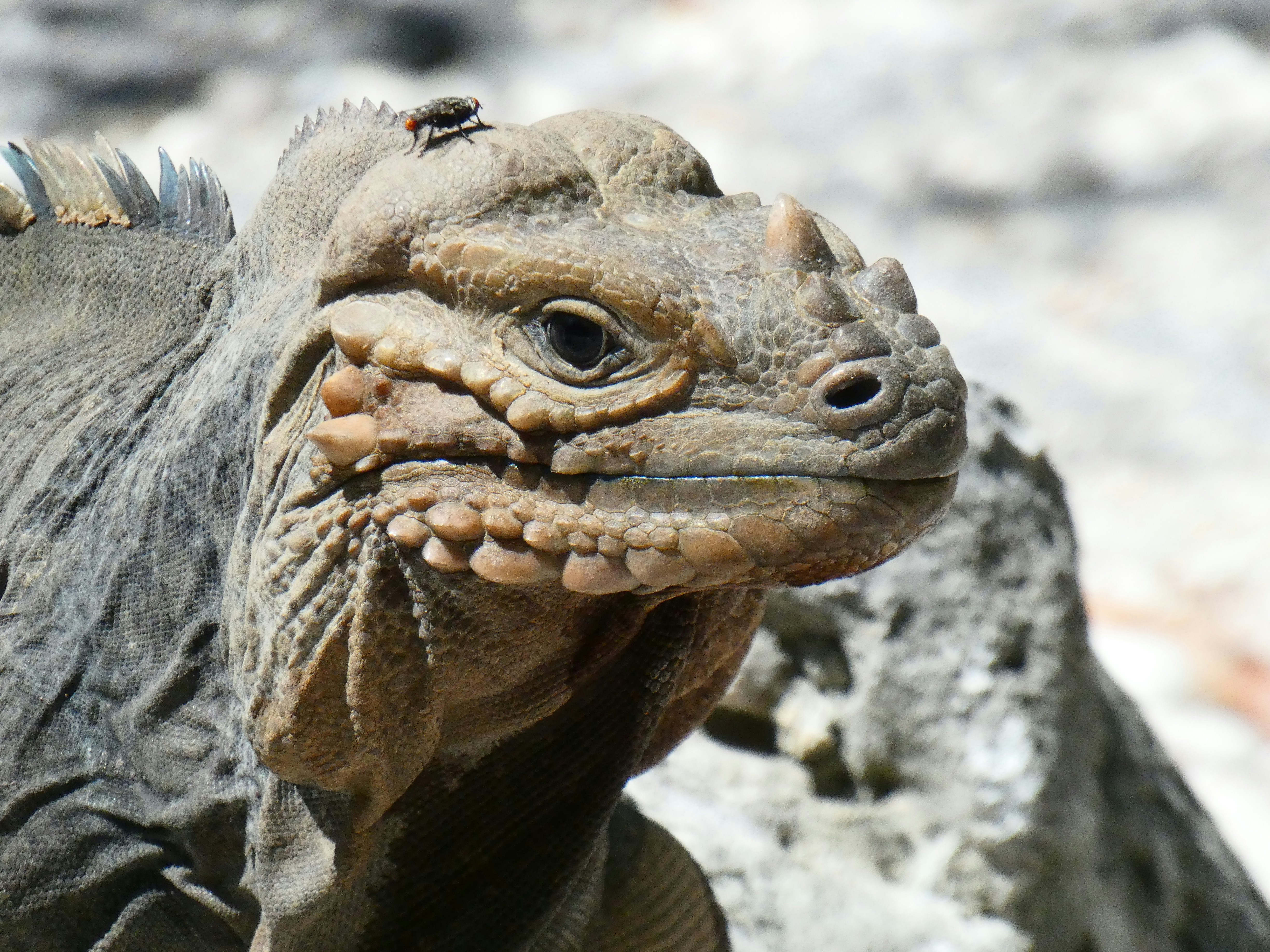 A close-up of a rhinoceros iguana's head. photo – Free Iguana Image on ...