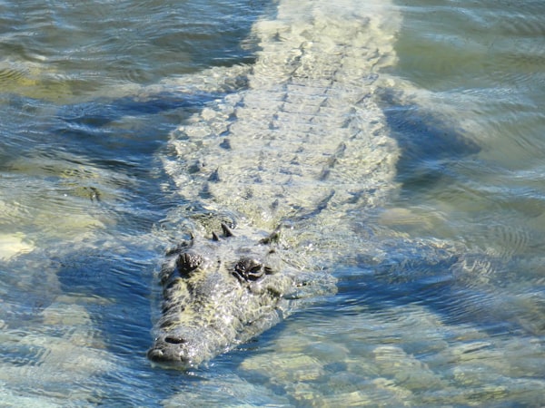 American Crocodile sunbathing