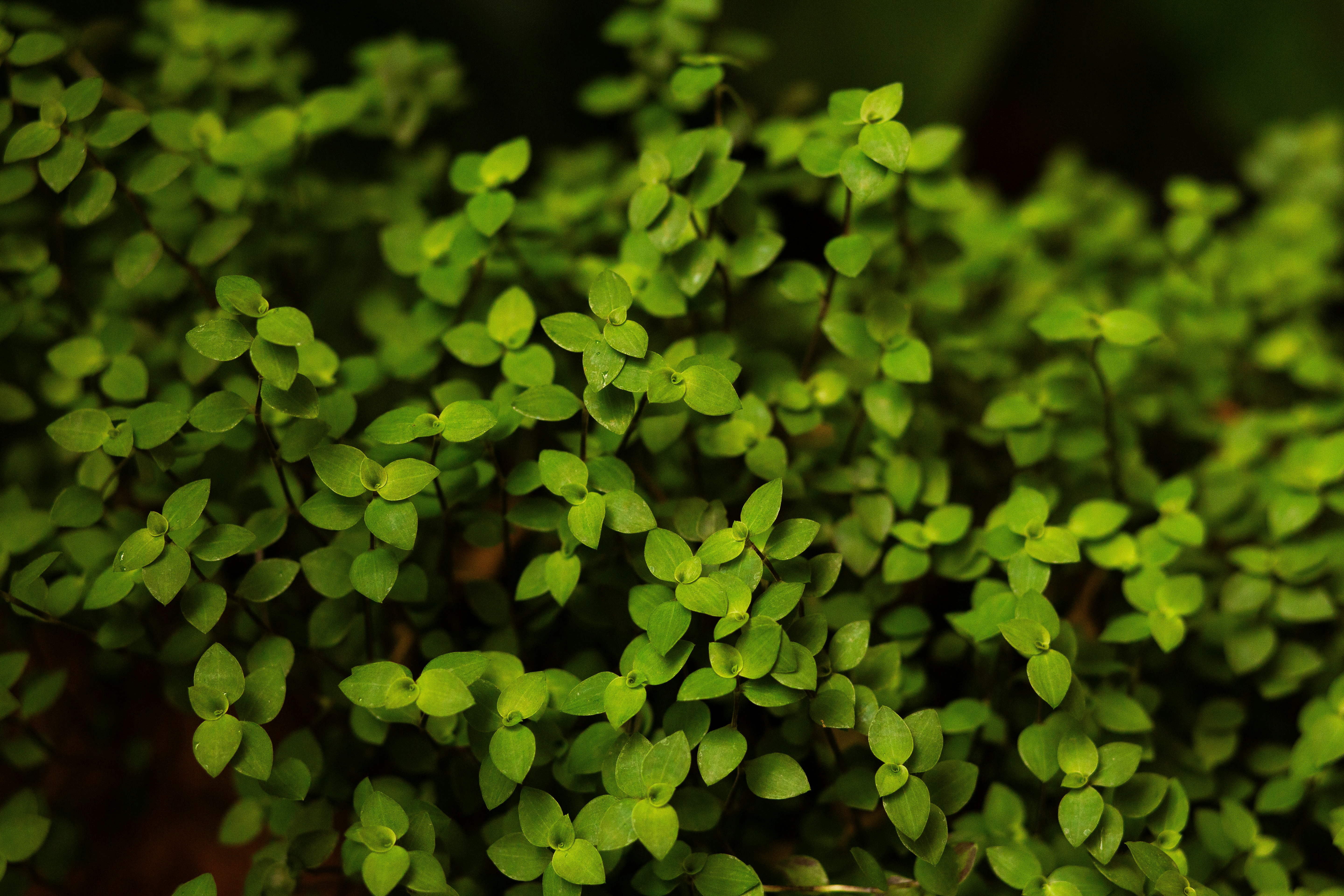 Photo by leonardodbi