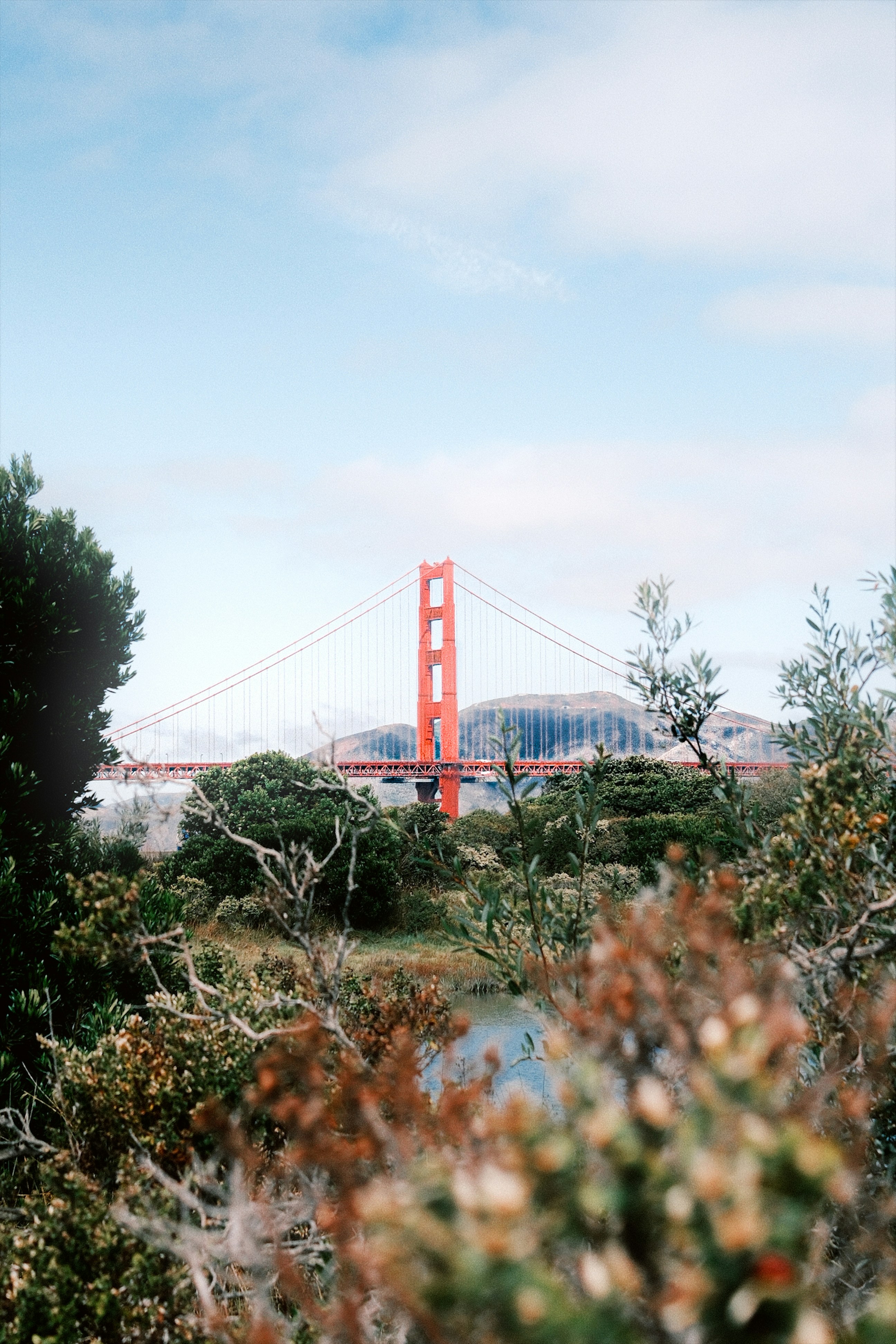 Golden gate bridge seen through trees and foliage