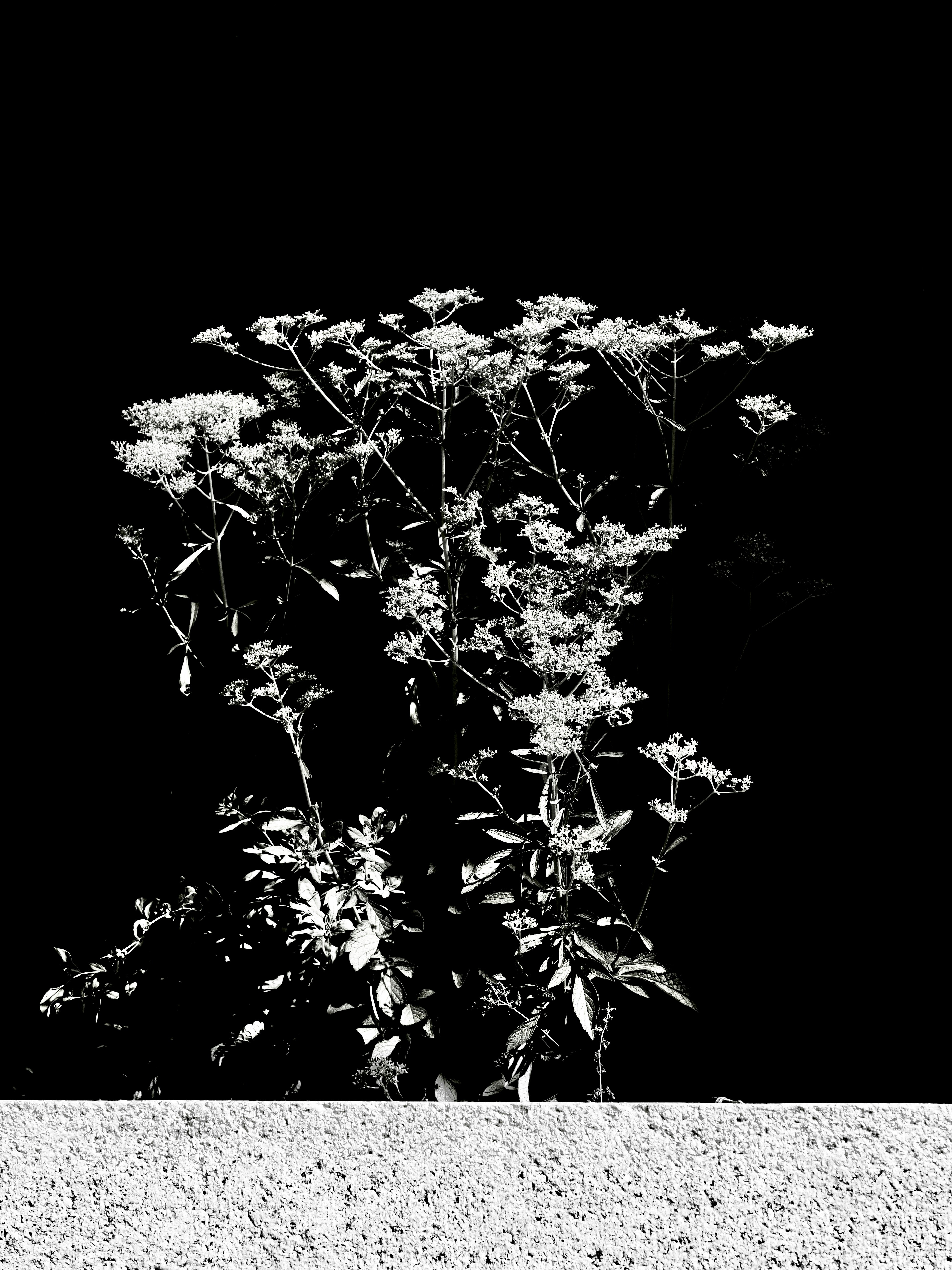 Photo by sschusterphotoart