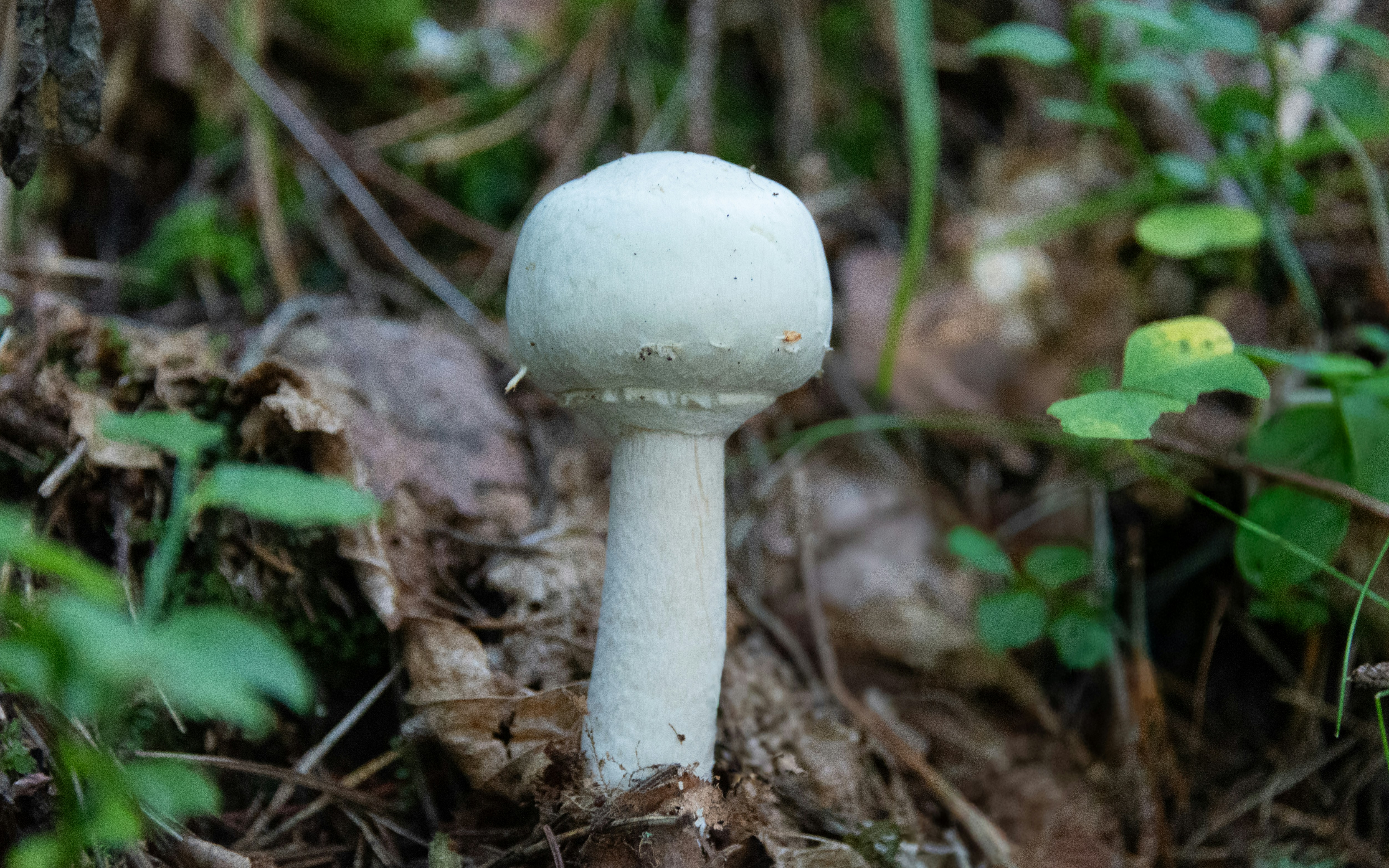 Milky Mushroom