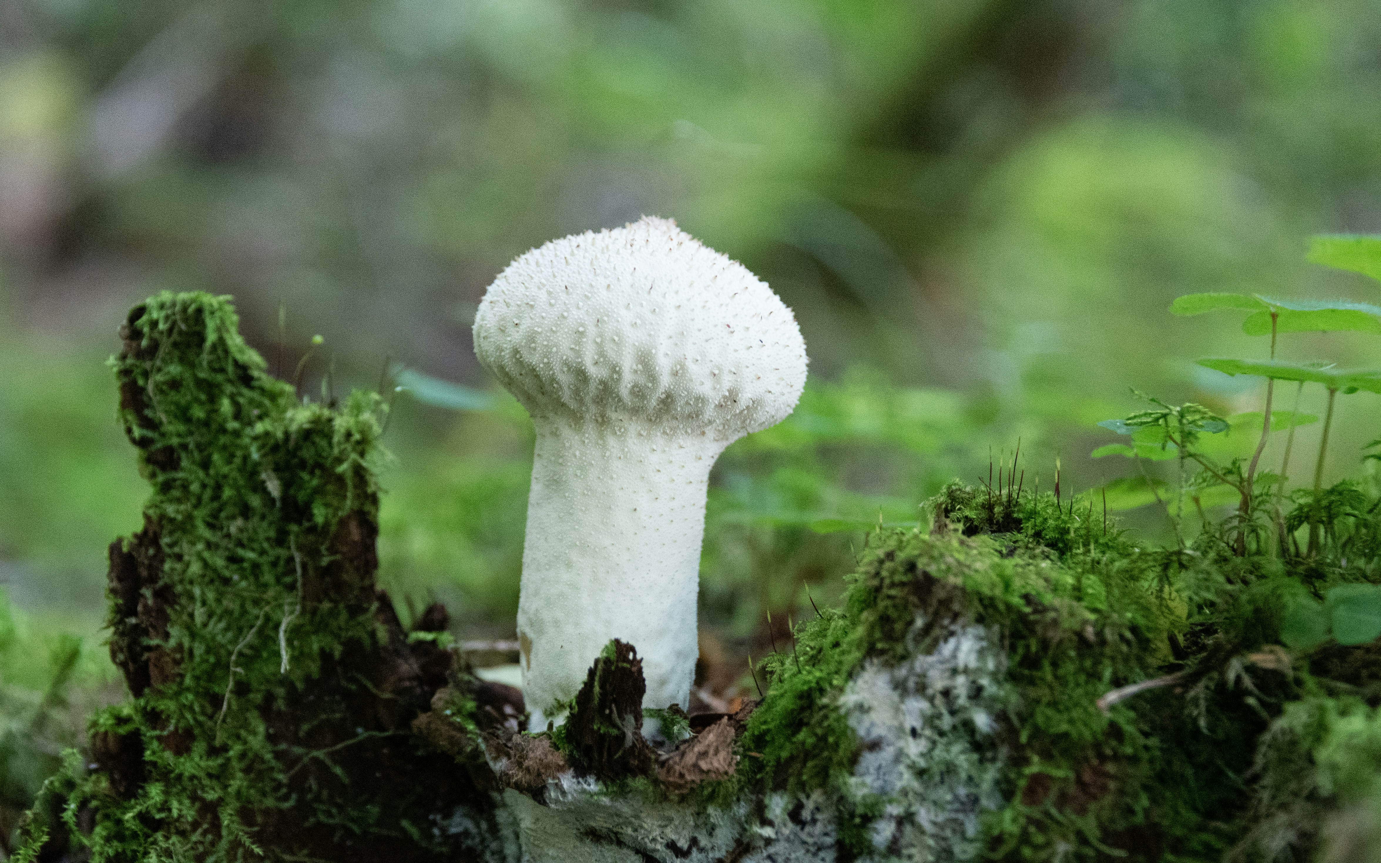 Photo by translytranslations