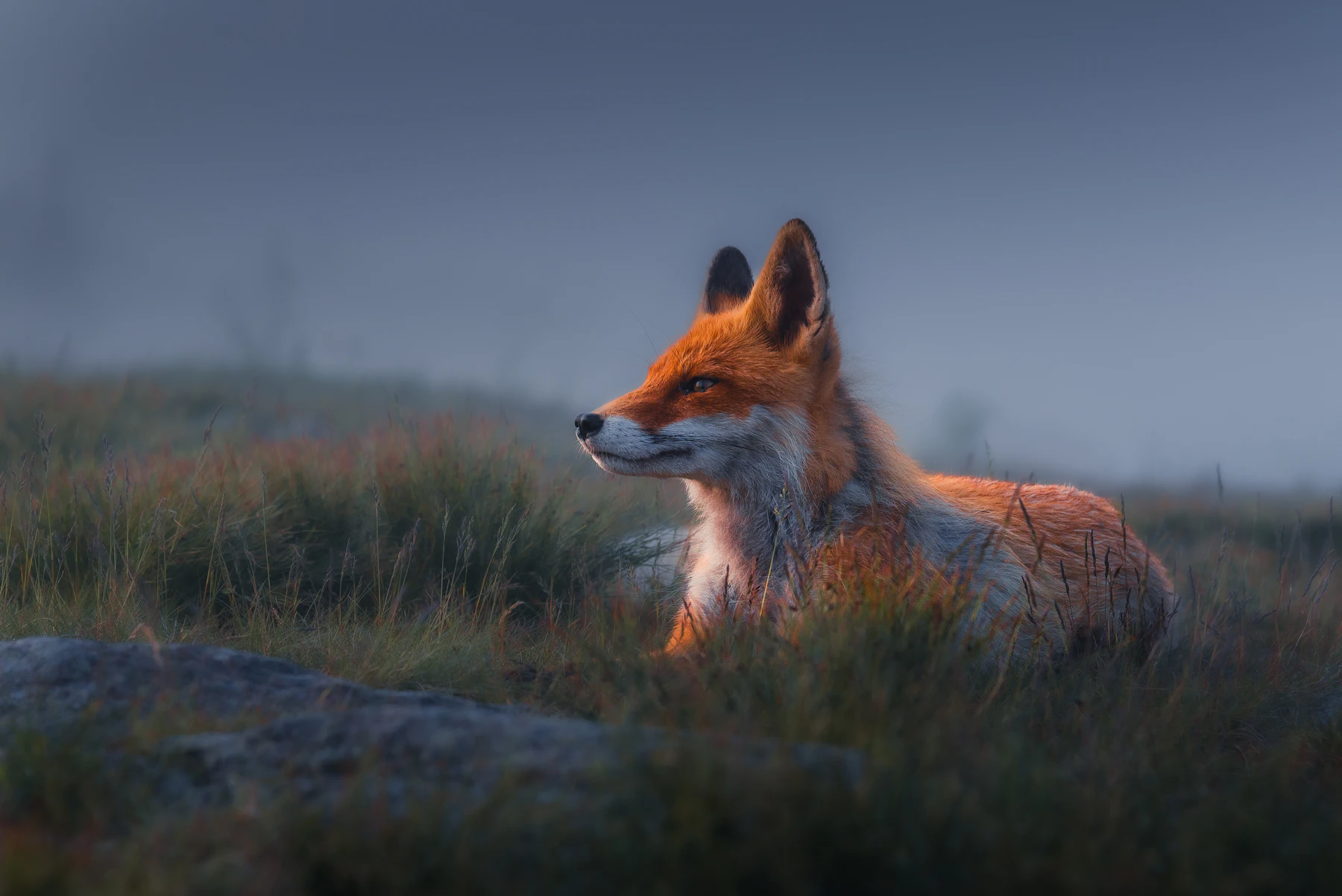 A red fox lying in rough grass in blue dawn light with its head raised