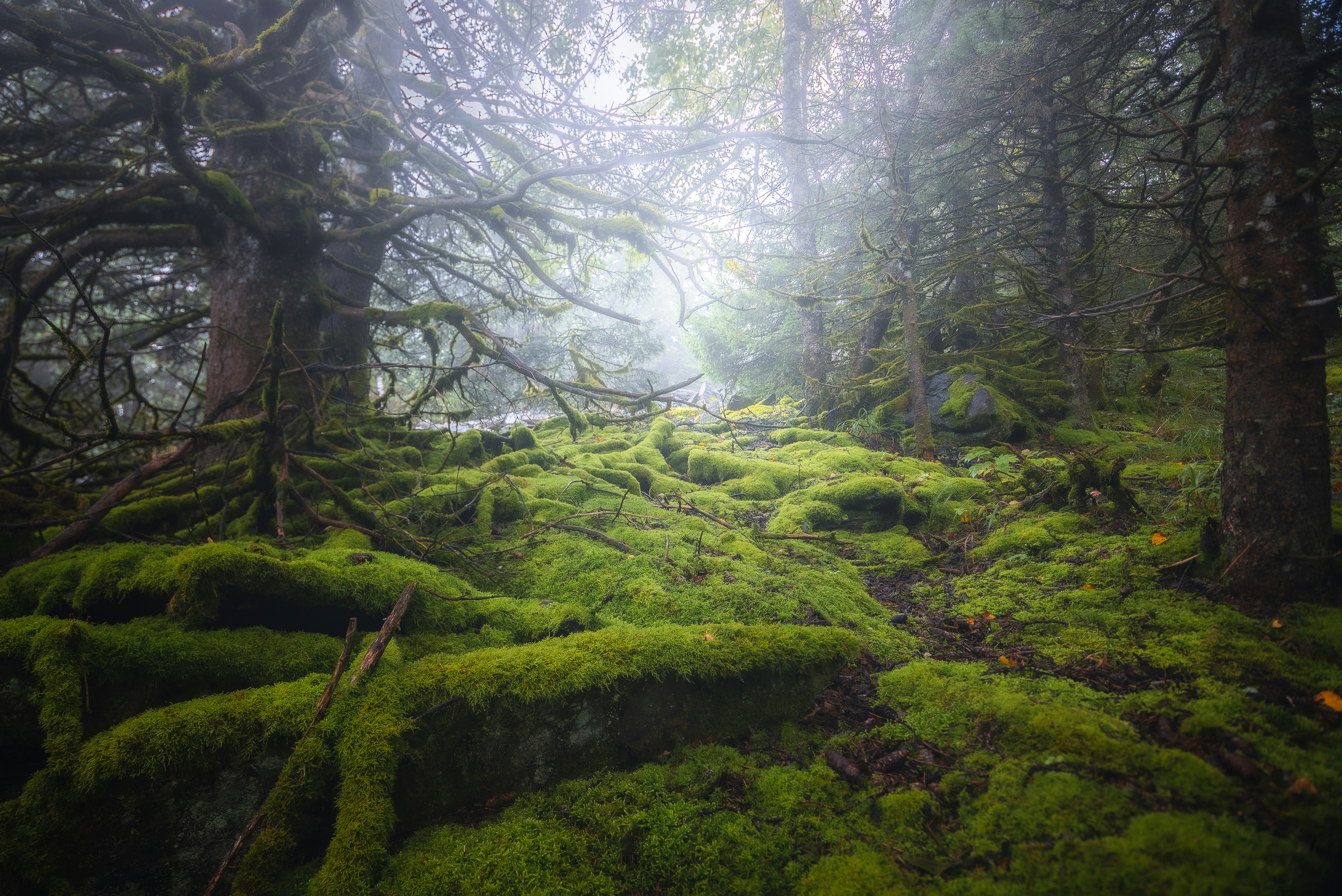 Chão de floresta coberto de musgo com árvores altas