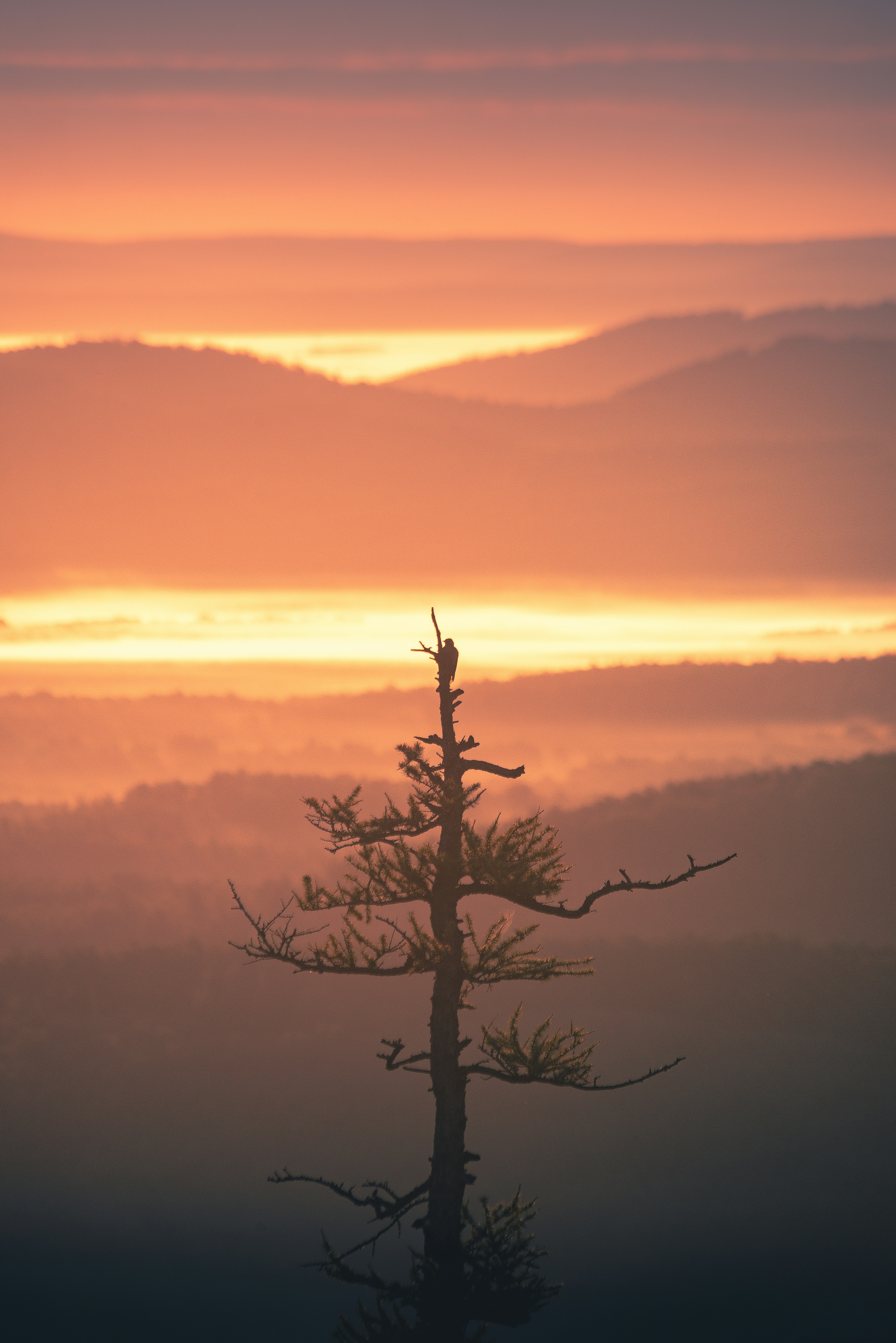 Silhueta de árvore solitária contra um céu vibrante do pôr do sol