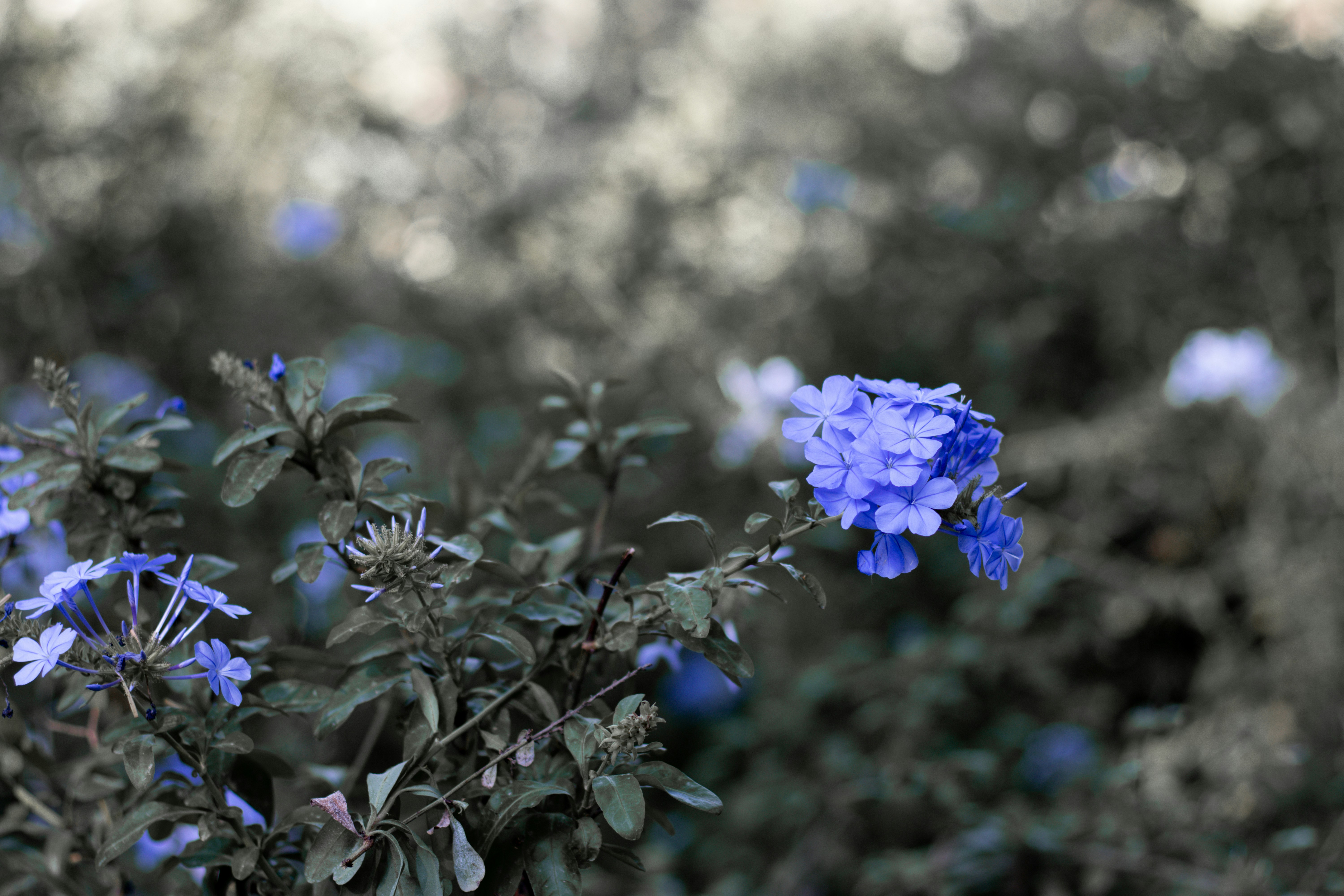 Photo by pira_productions