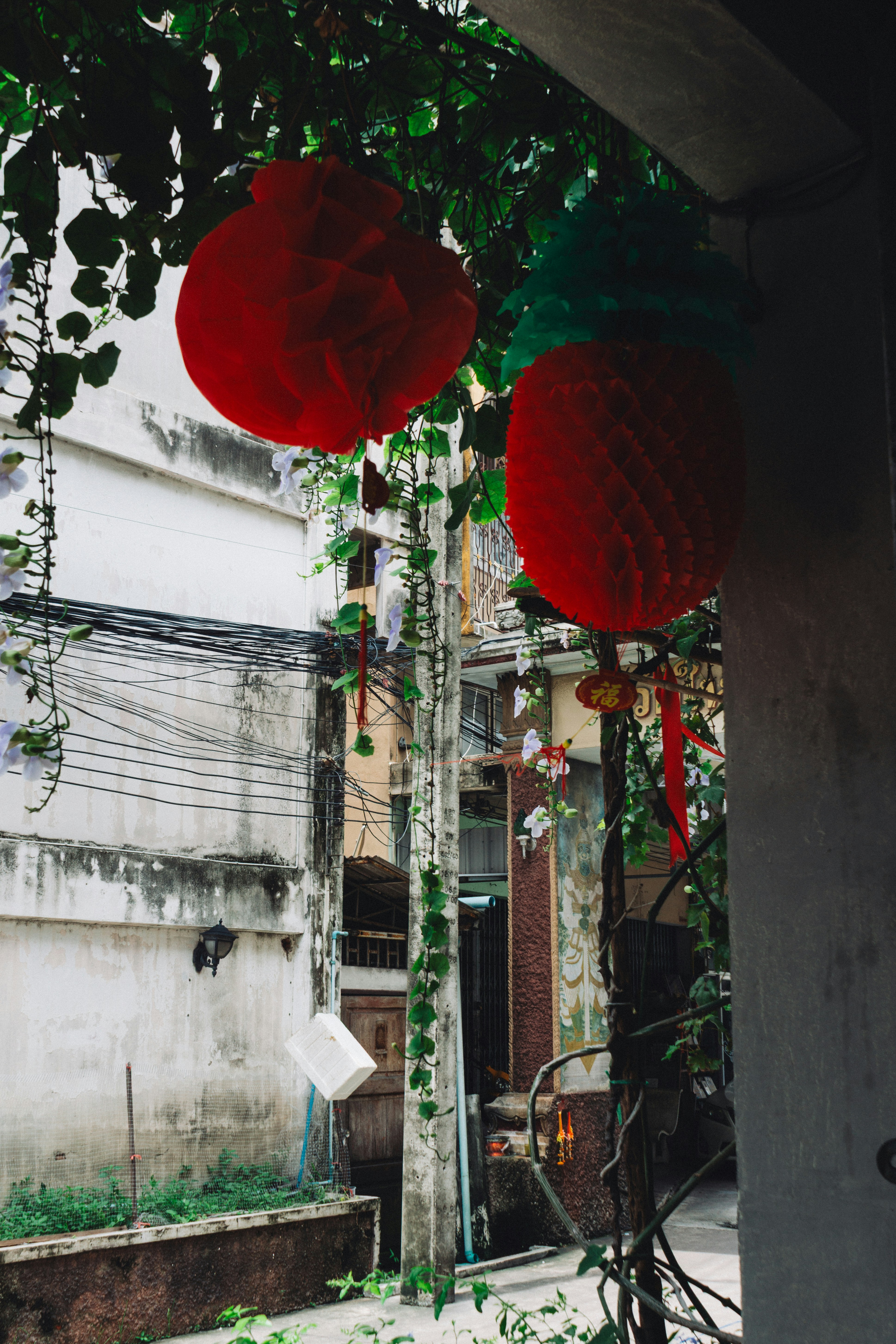 Two red lanterns hang from green vines.