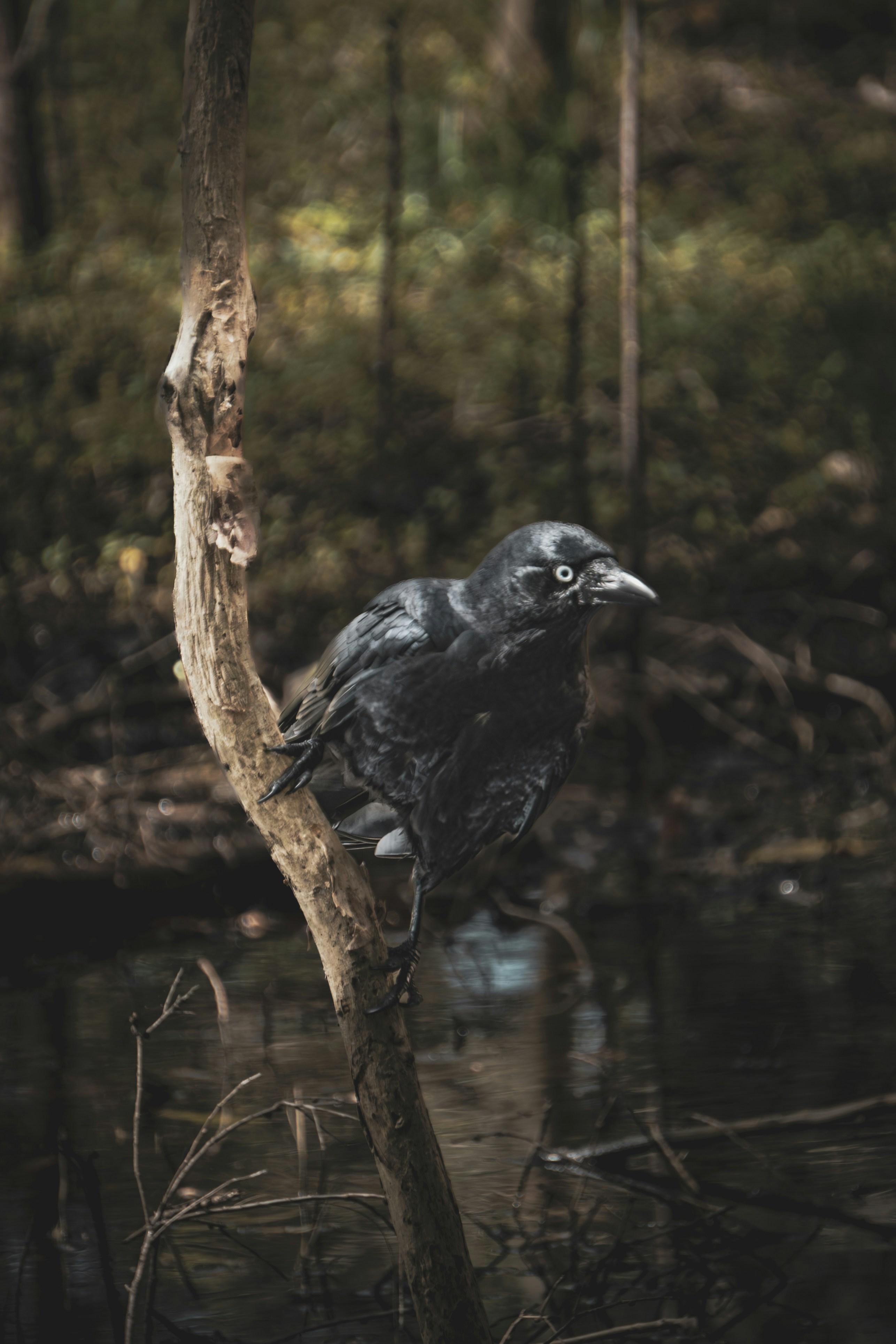 Photo by pira_productions