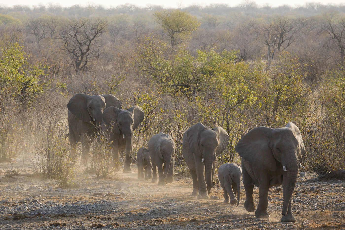 Animaux sauvages dans les paysages du parc d’Etosha