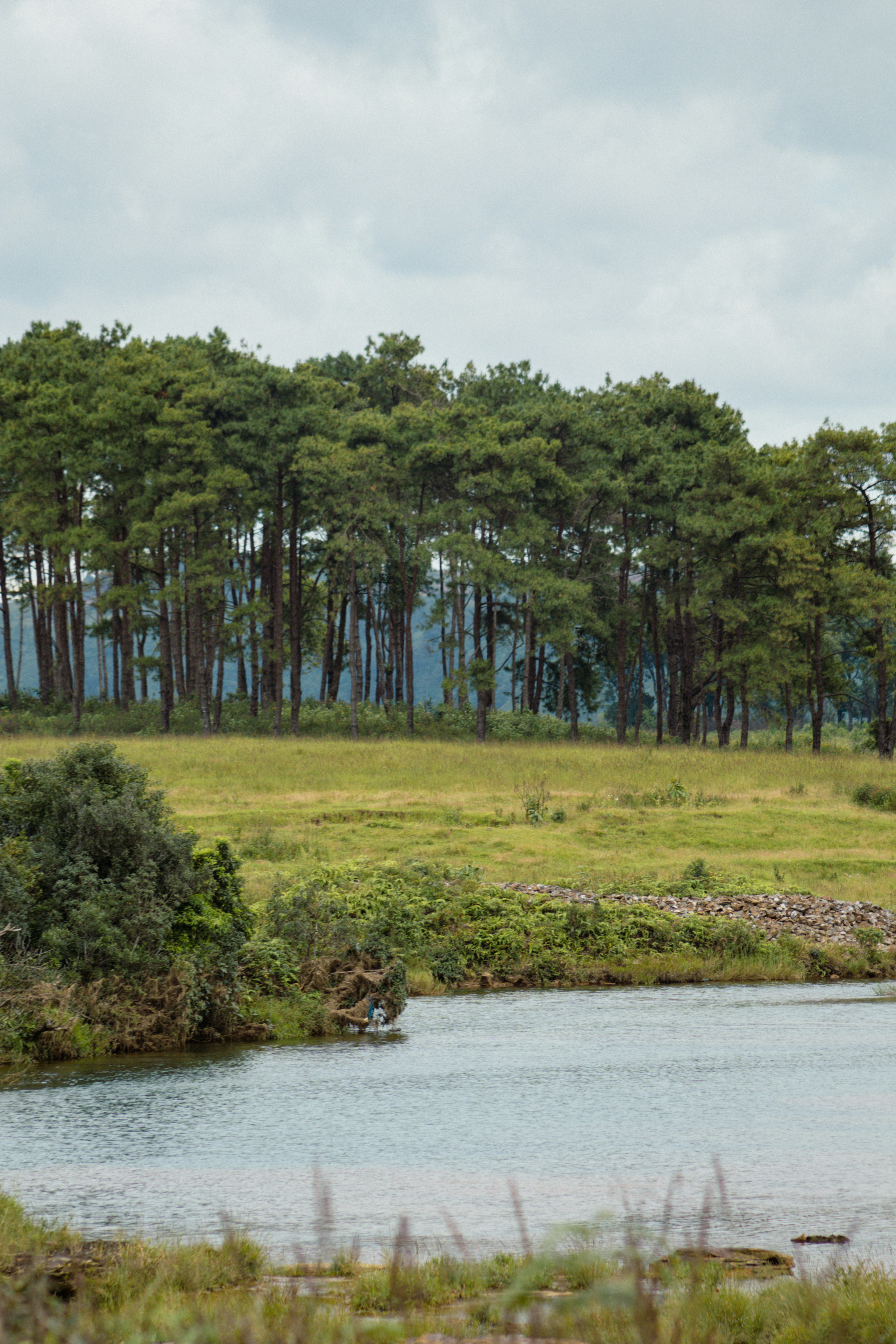 Meghalaya Living Roots Bridge tour package India