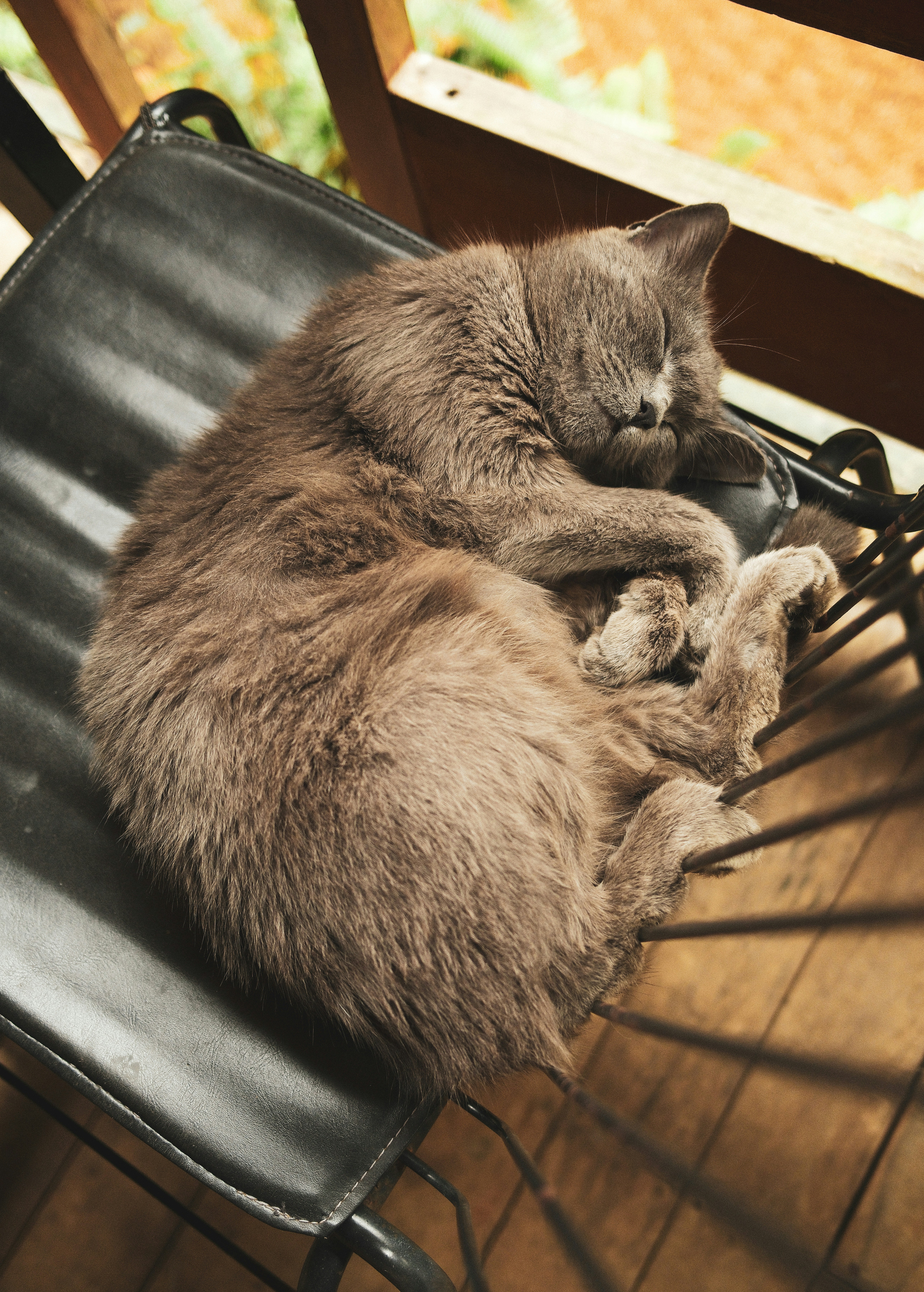 Um gato cinza fofo dorme enrolado em uma cadeira.
