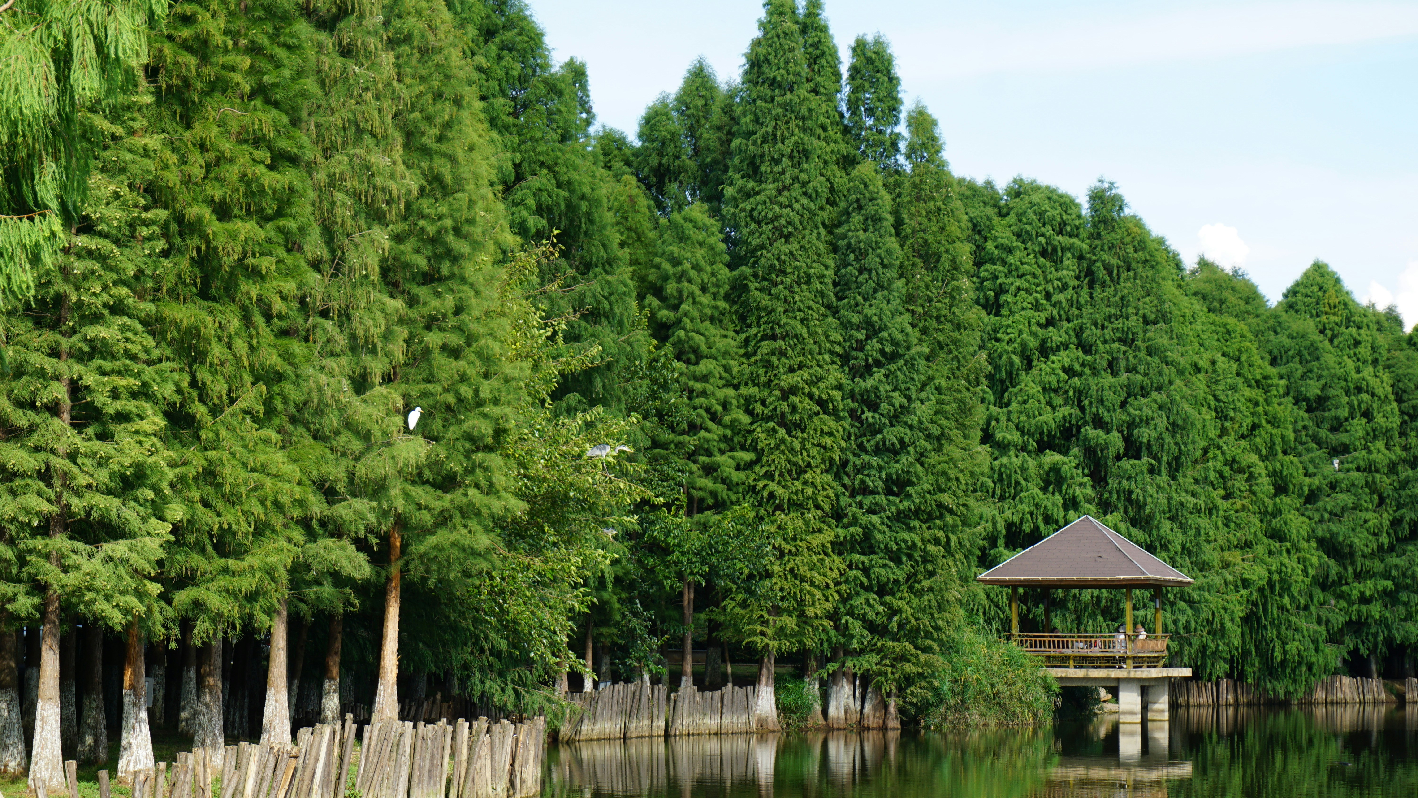 Lush green trees line a calm body of water.