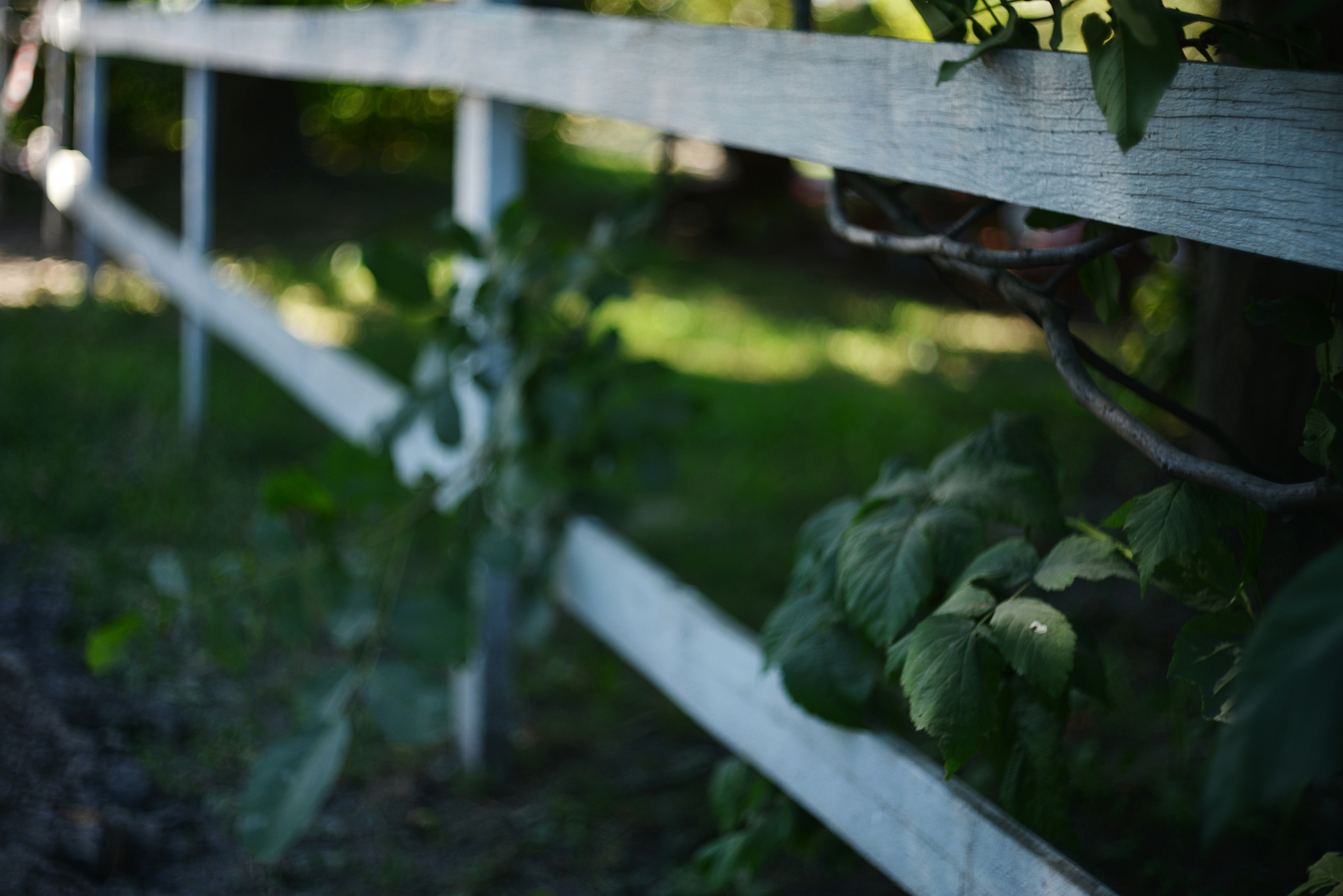 A family harvests fresh vegetables from their garden, a basket of produce overflowing and EasyHome on a tablet nearby.