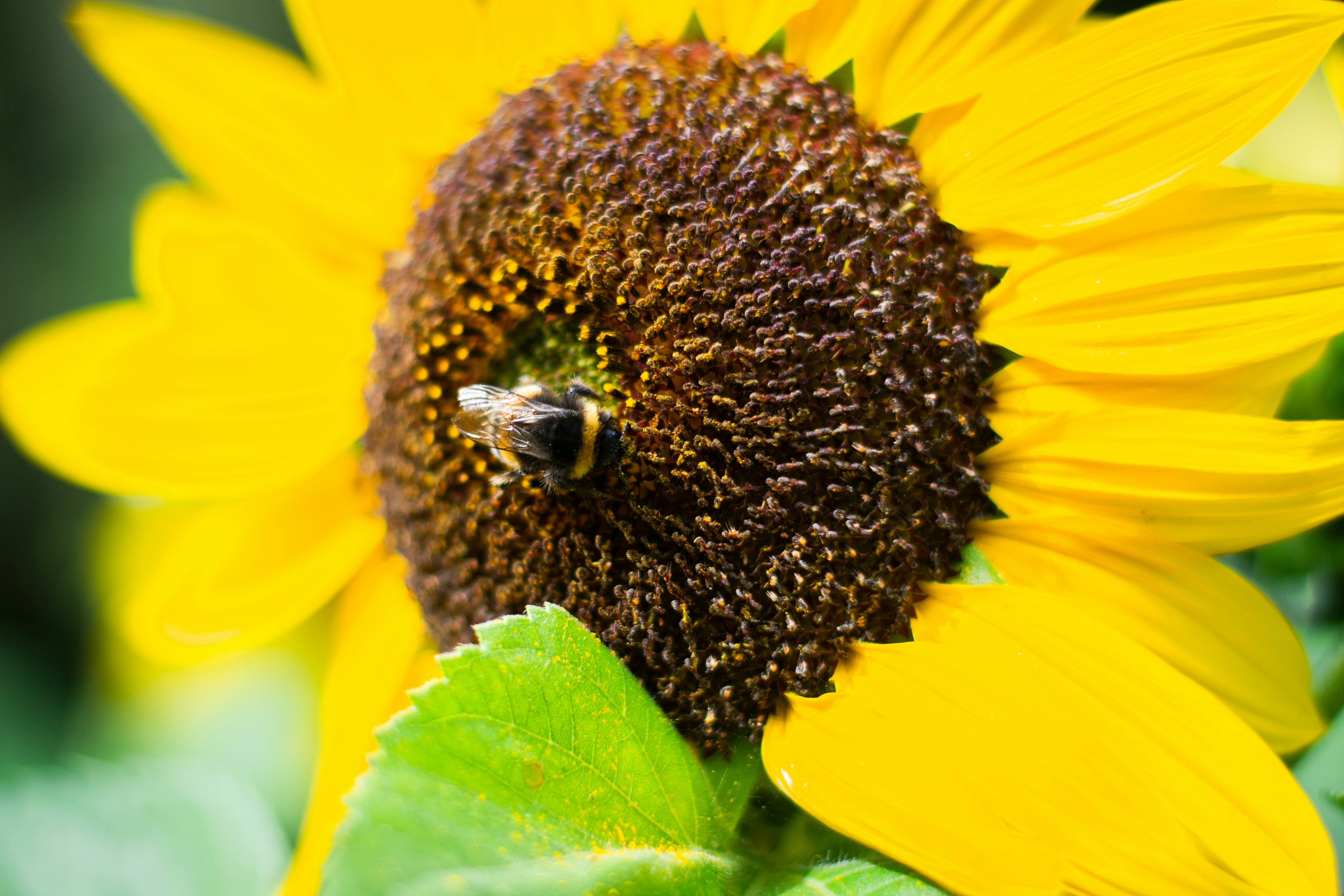 Eine Biene sammelt den Pollen einer leuchtend gelben Sonnenblume.