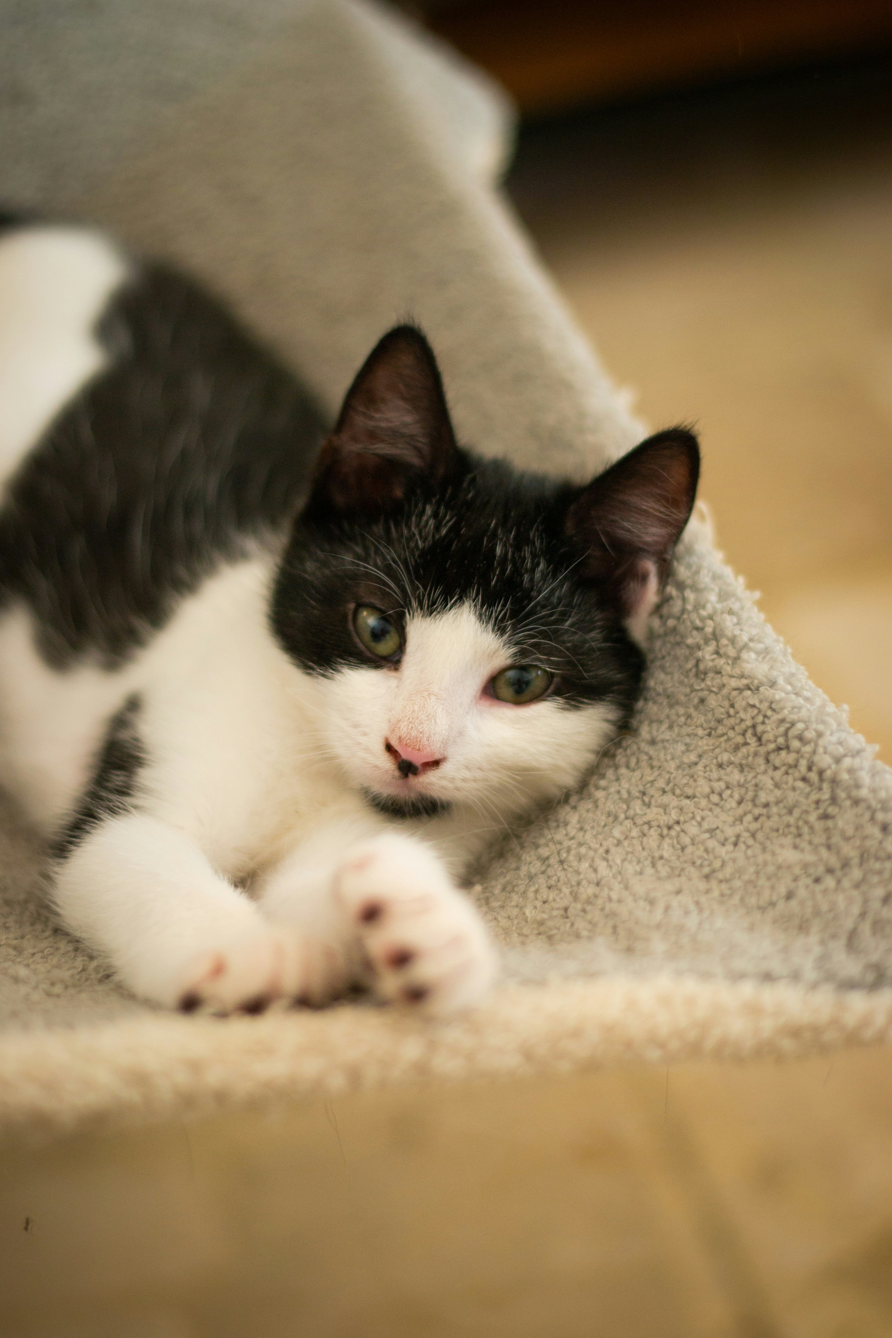 Ein schwarz-weißes Kätzchen ruht auf einem Teppichboden.