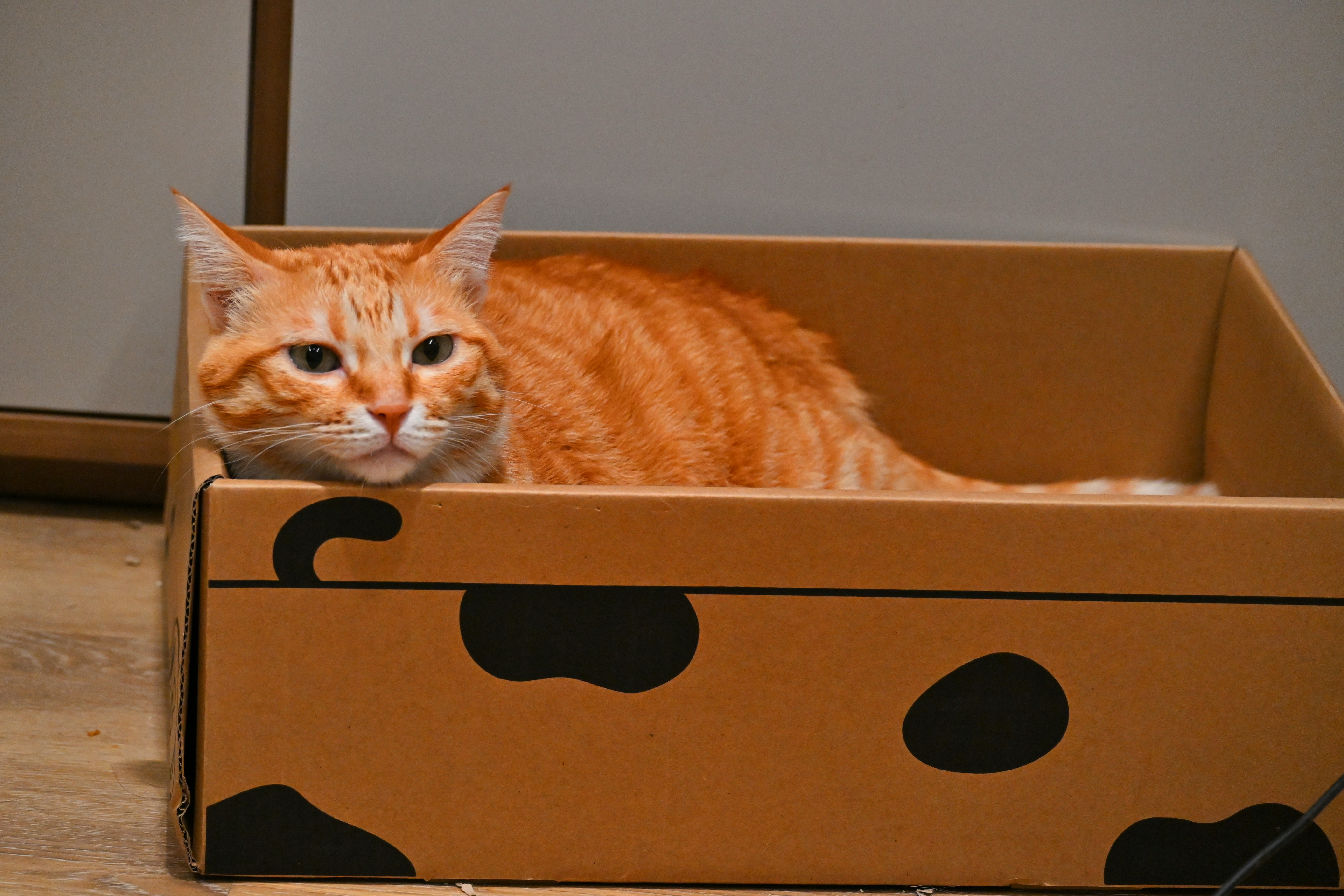 Modern litter box setup with odor control features