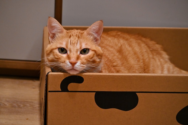 Cat hiding in box