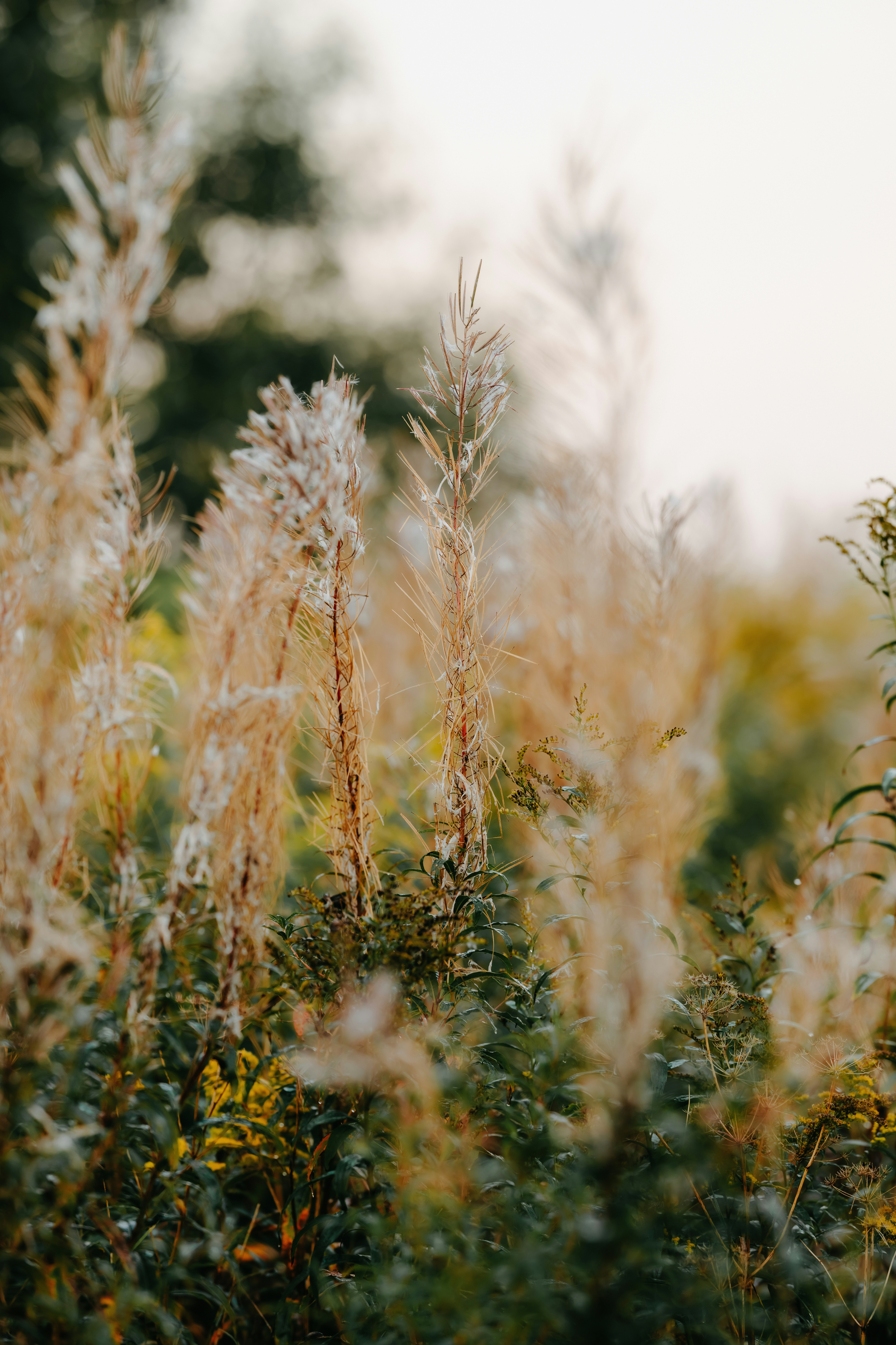 Photo by kristapsungurs