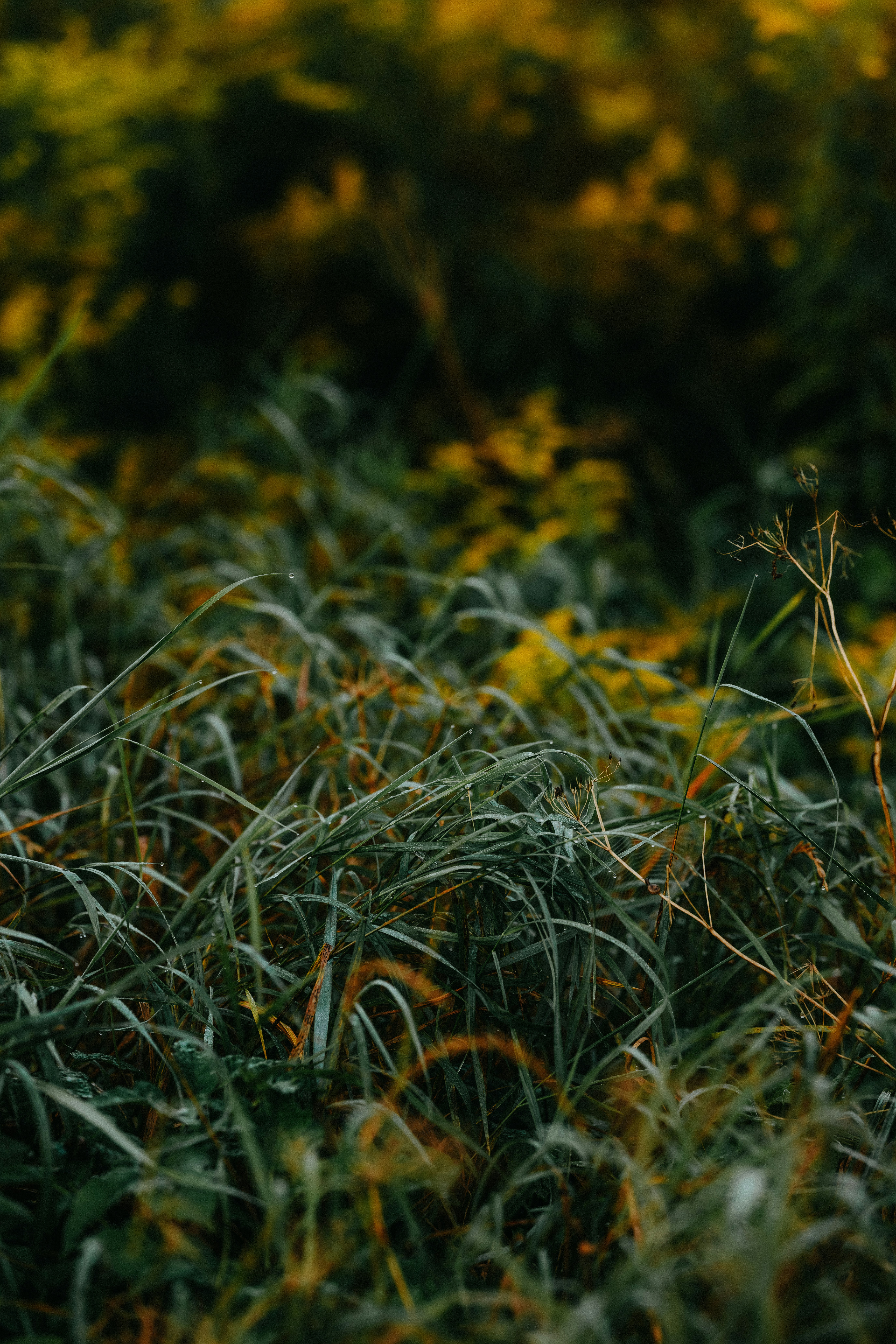 Photo by kristapsungurs