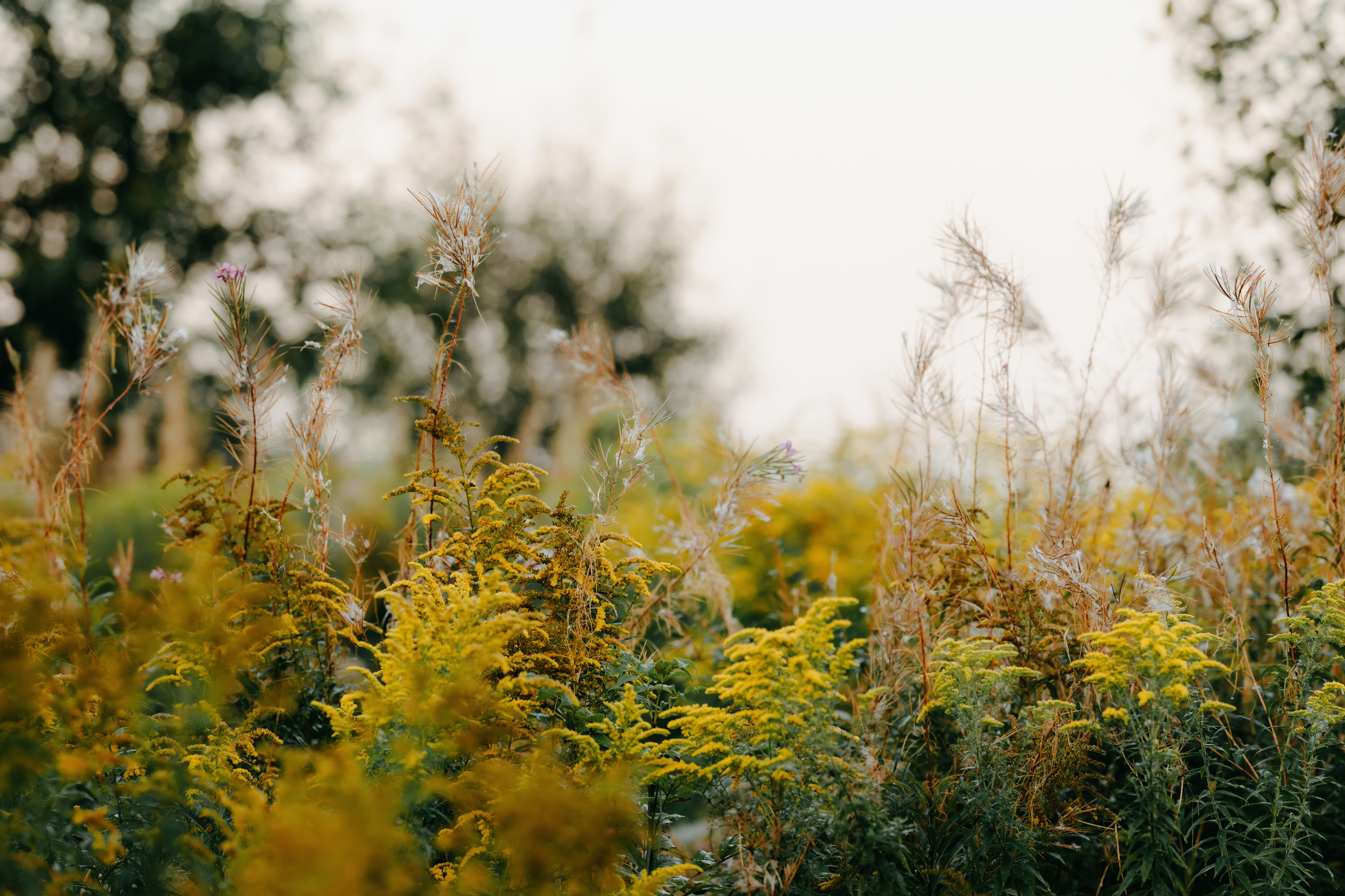 Photo by kristapsungurs